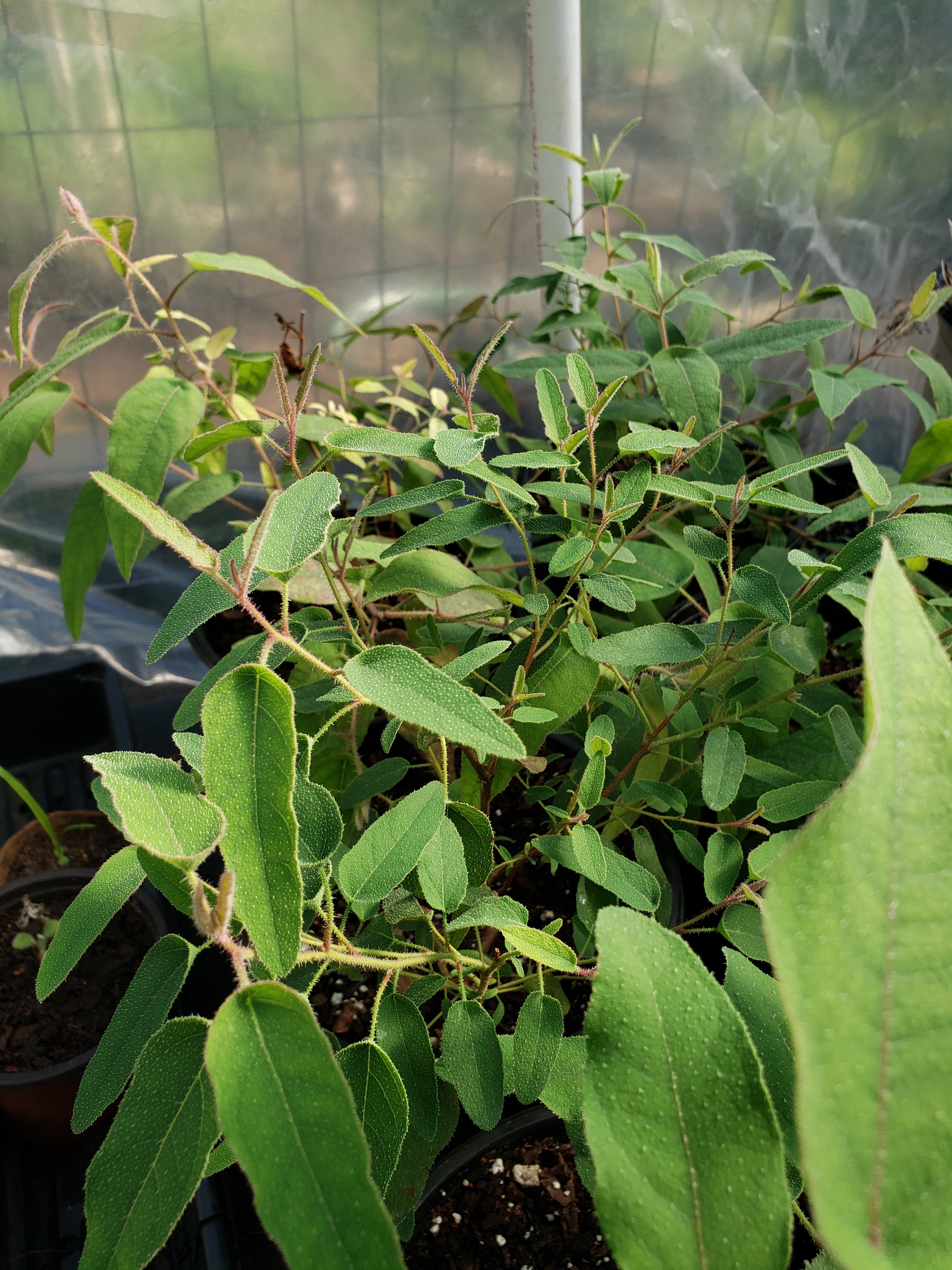 Eucalyptus "Lemon Scented" - Live Plant