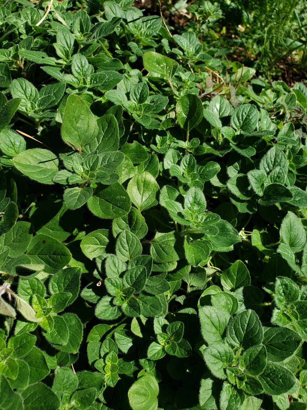 Oregano "Greek" - Live Plant