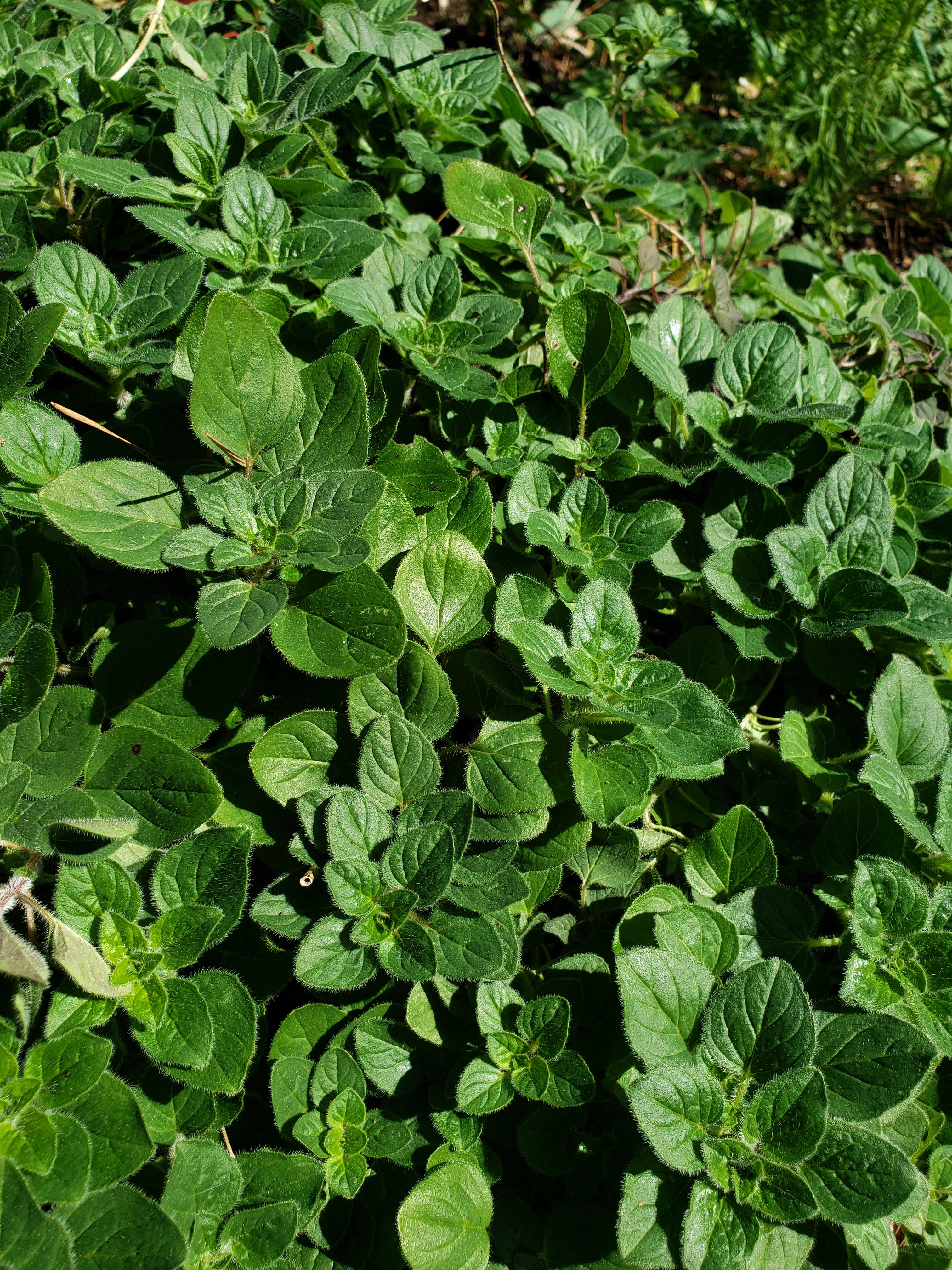 Oregano "Greek" - Live Plant