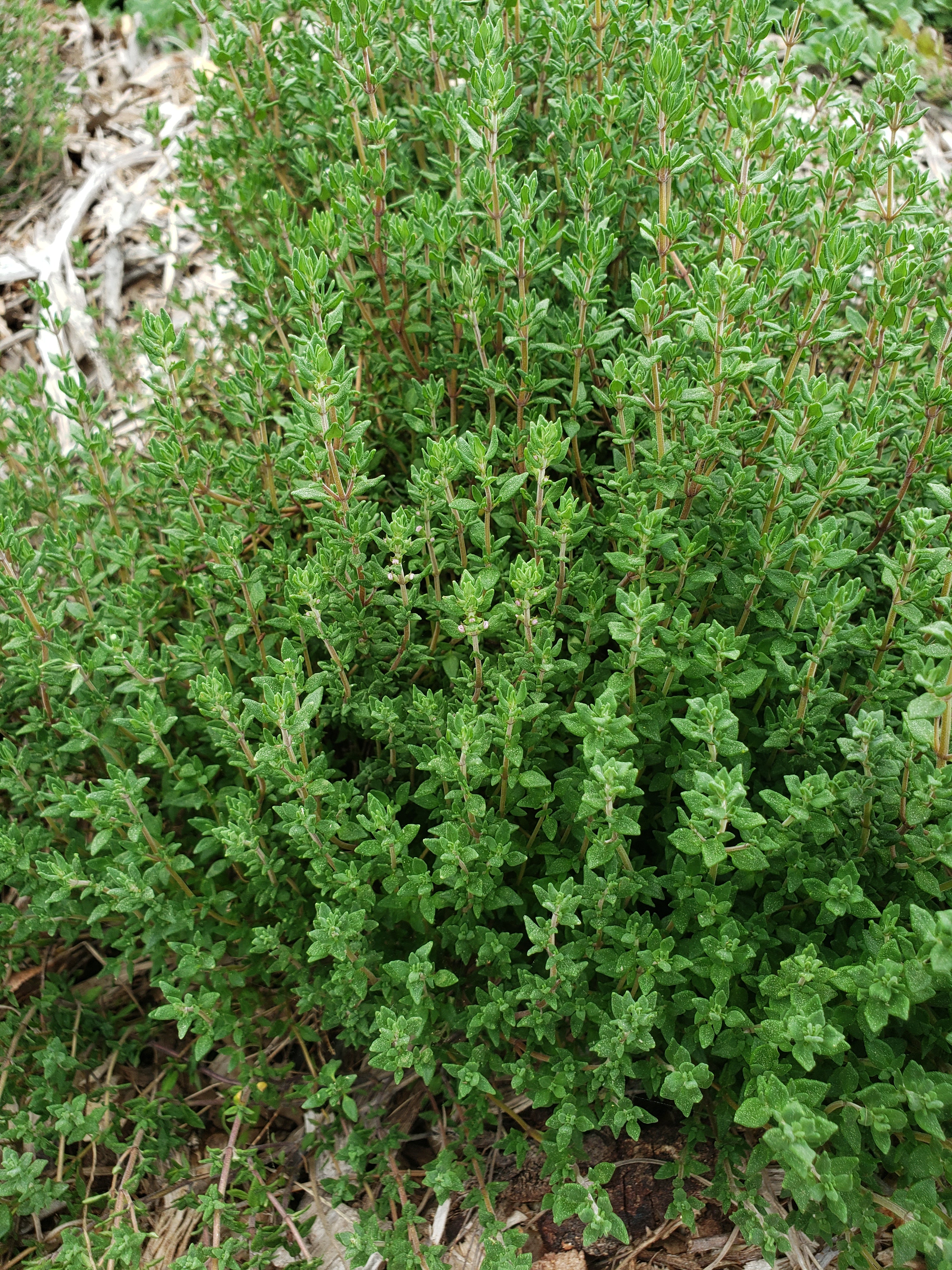 Thyme "English" - Live Plant