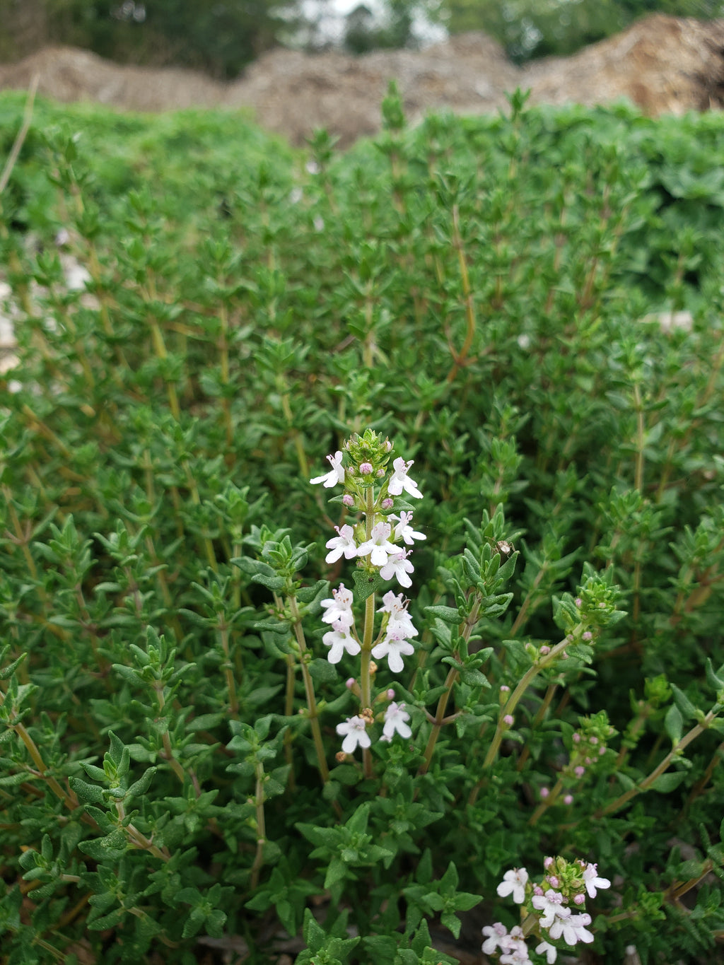 Thyme "English" - Live Plant