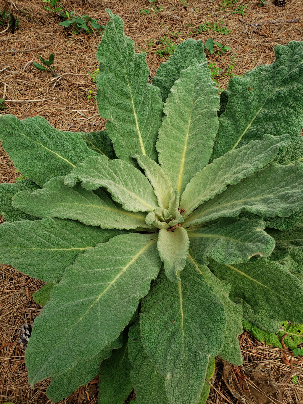 Mullein - Live Plant