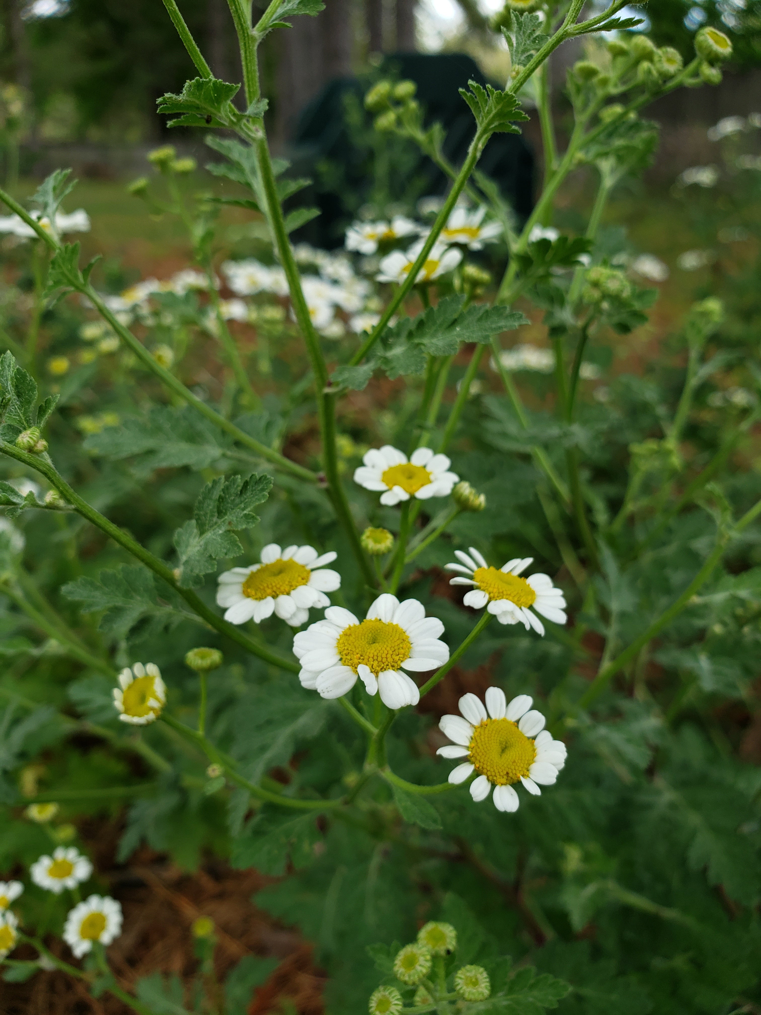 Feverfew - Live Plant
