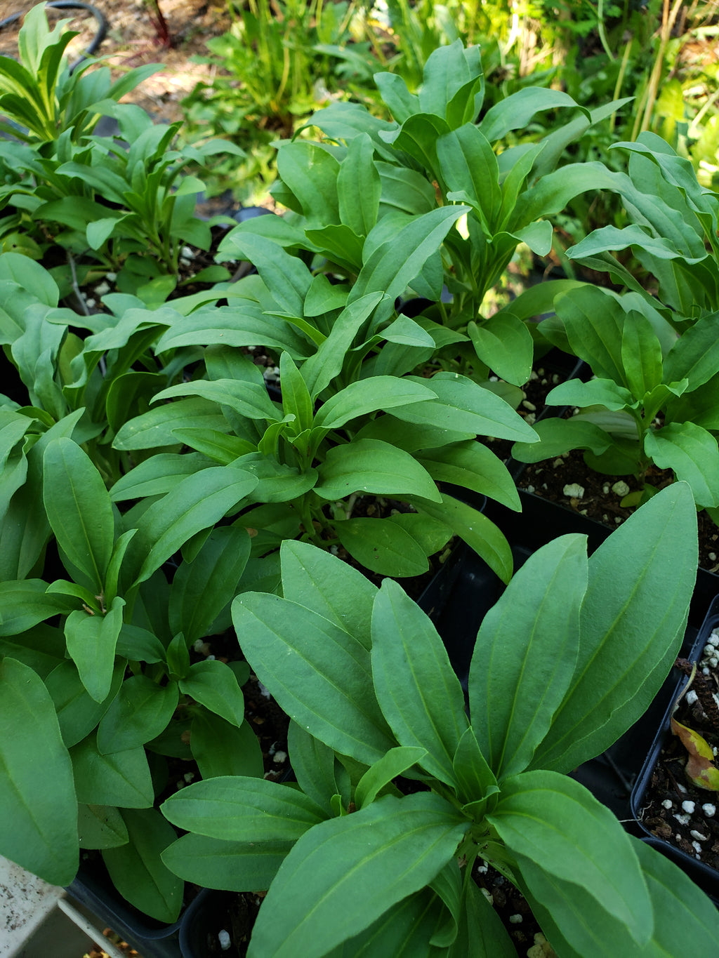 Soapwort - Live Plant