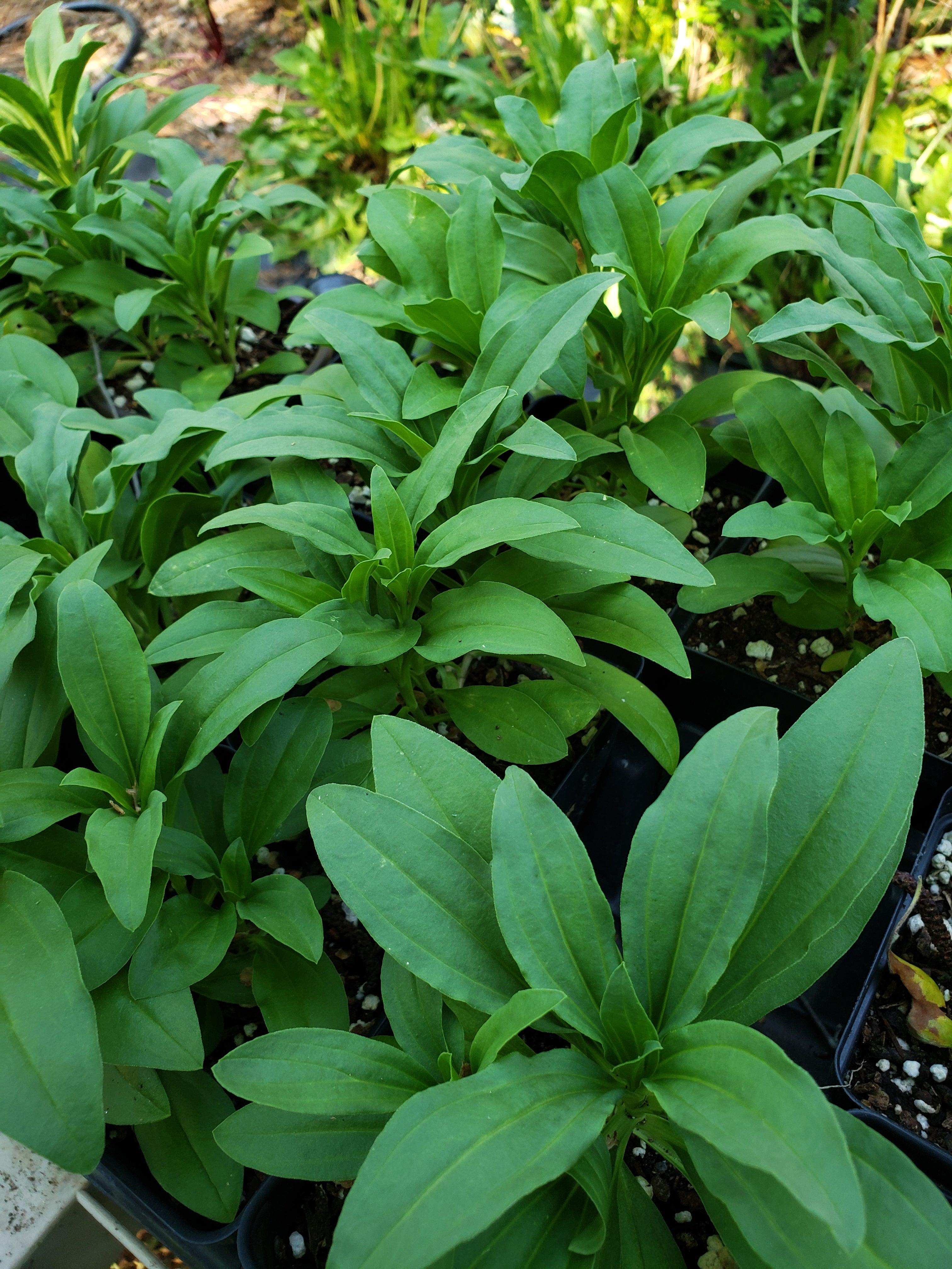 Soapwort - Live Plant