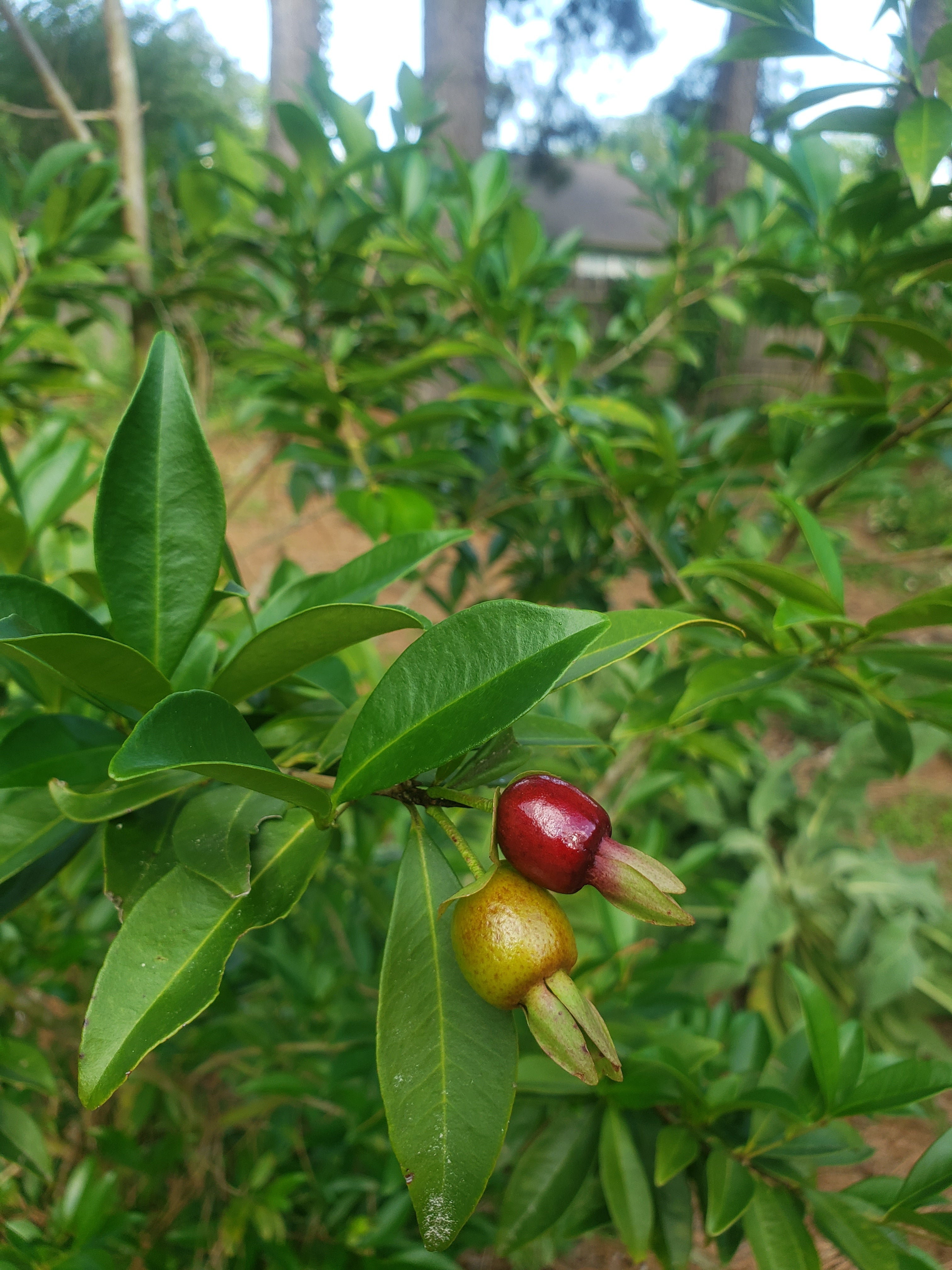 Cherry of the Rio Grande - Live Plant