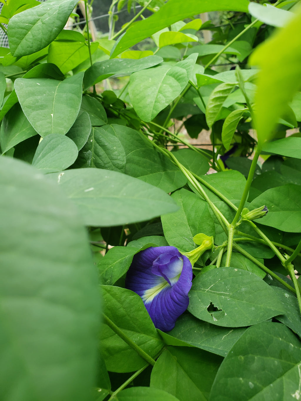 Butterfly Pea "Blue" - Live Plant