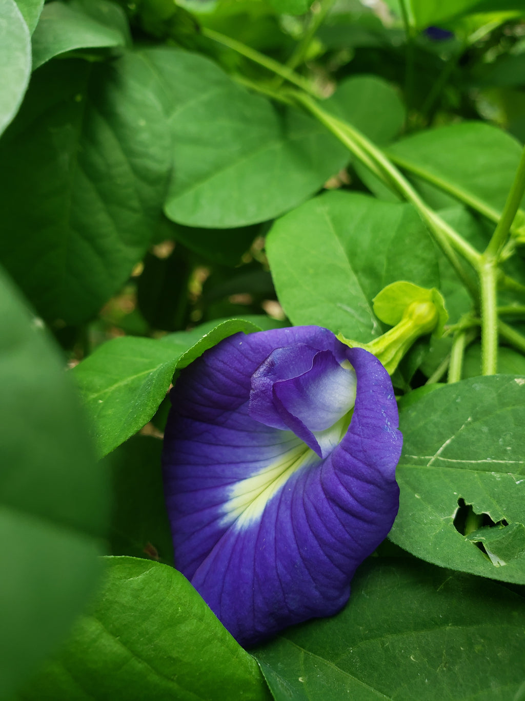Butterfly Pea "Blue" - Live Plant