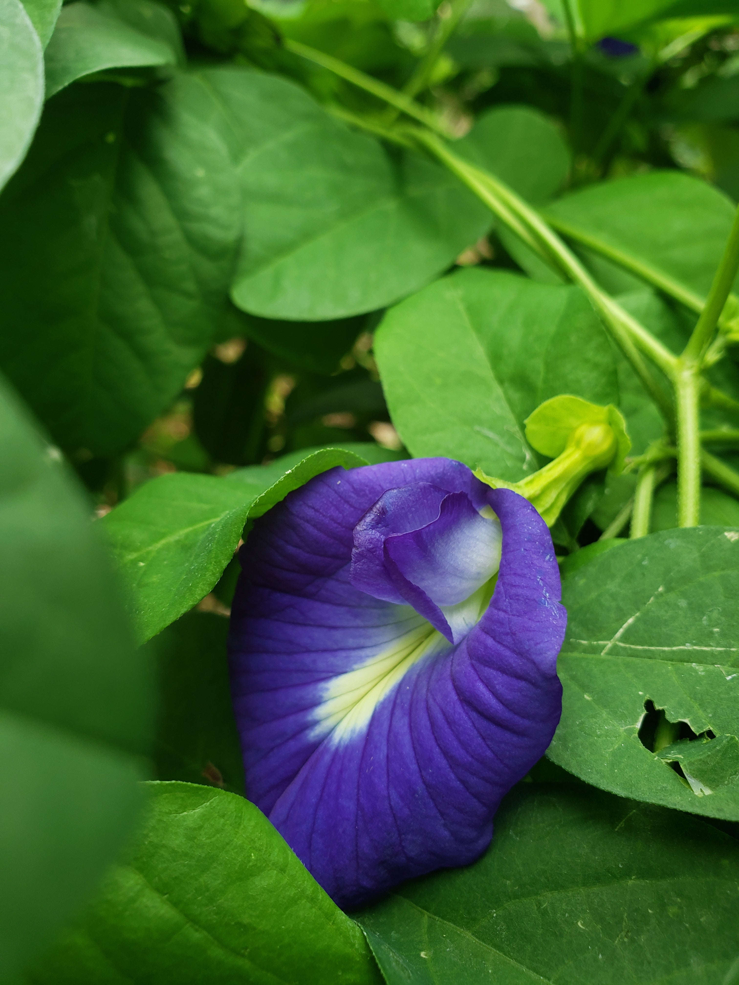 Butterfly Pea "Blue" - Live Plant