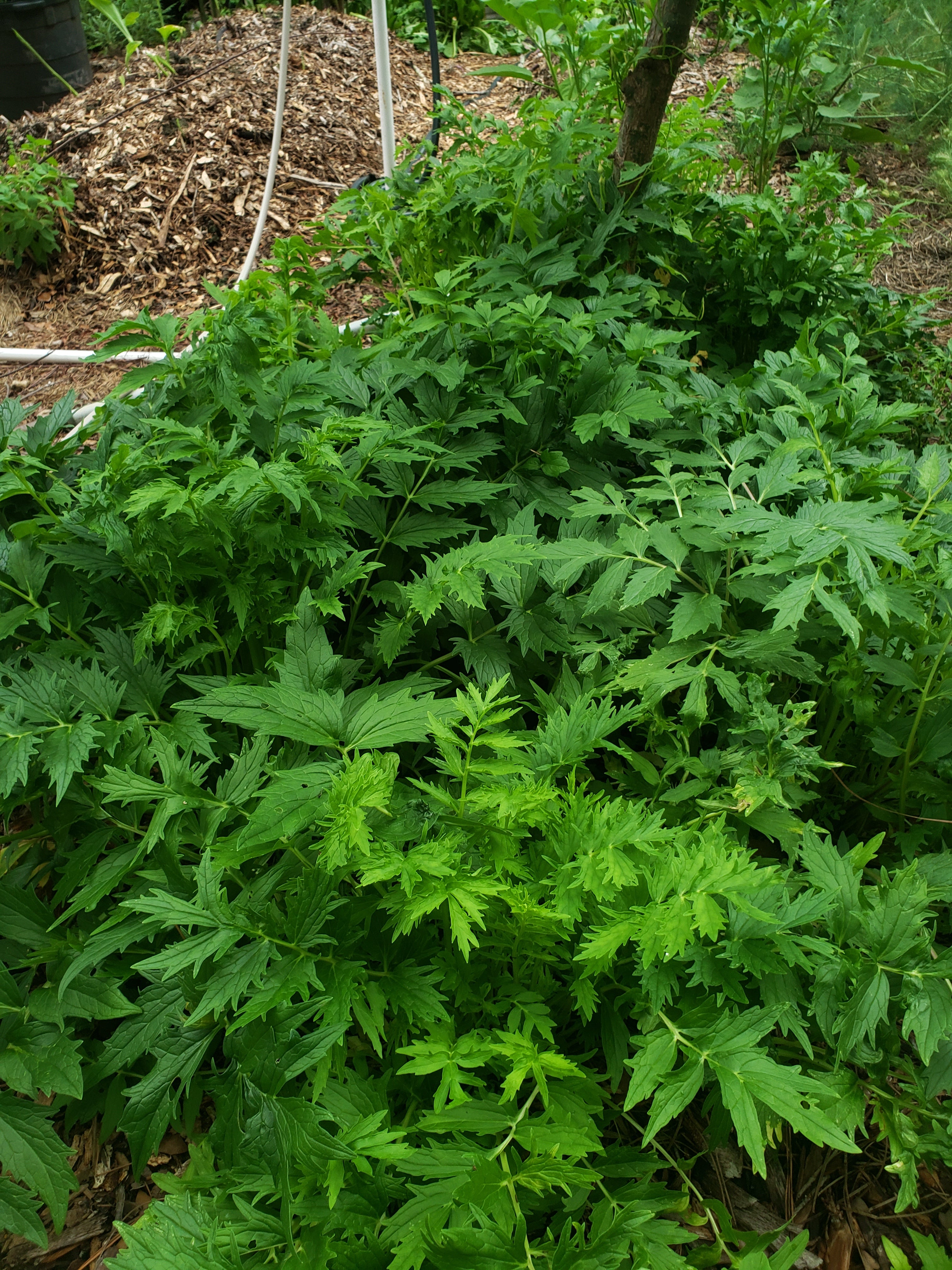 Valerian - Live Plant