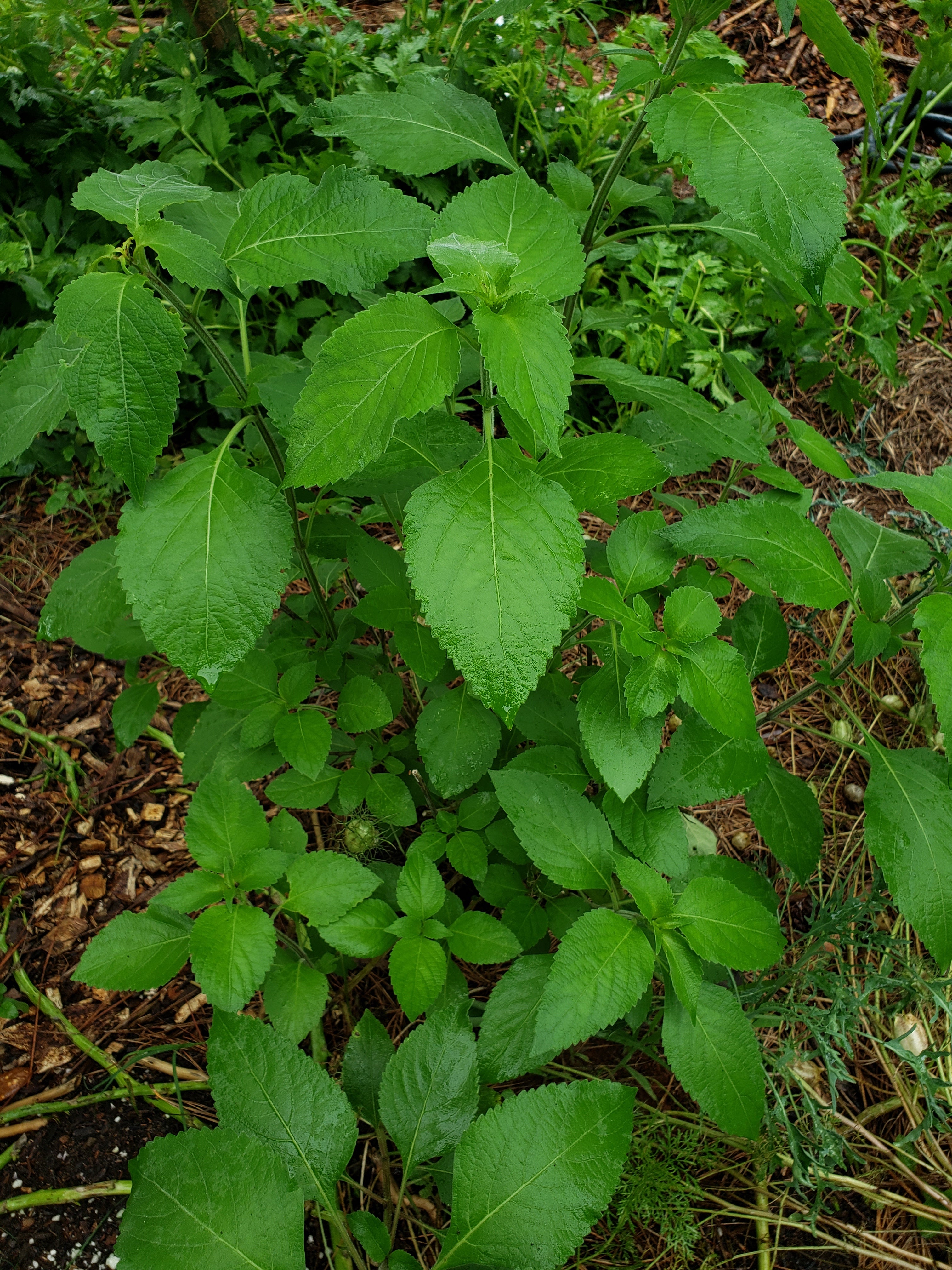 Tulsi "Vana" - Live Plant