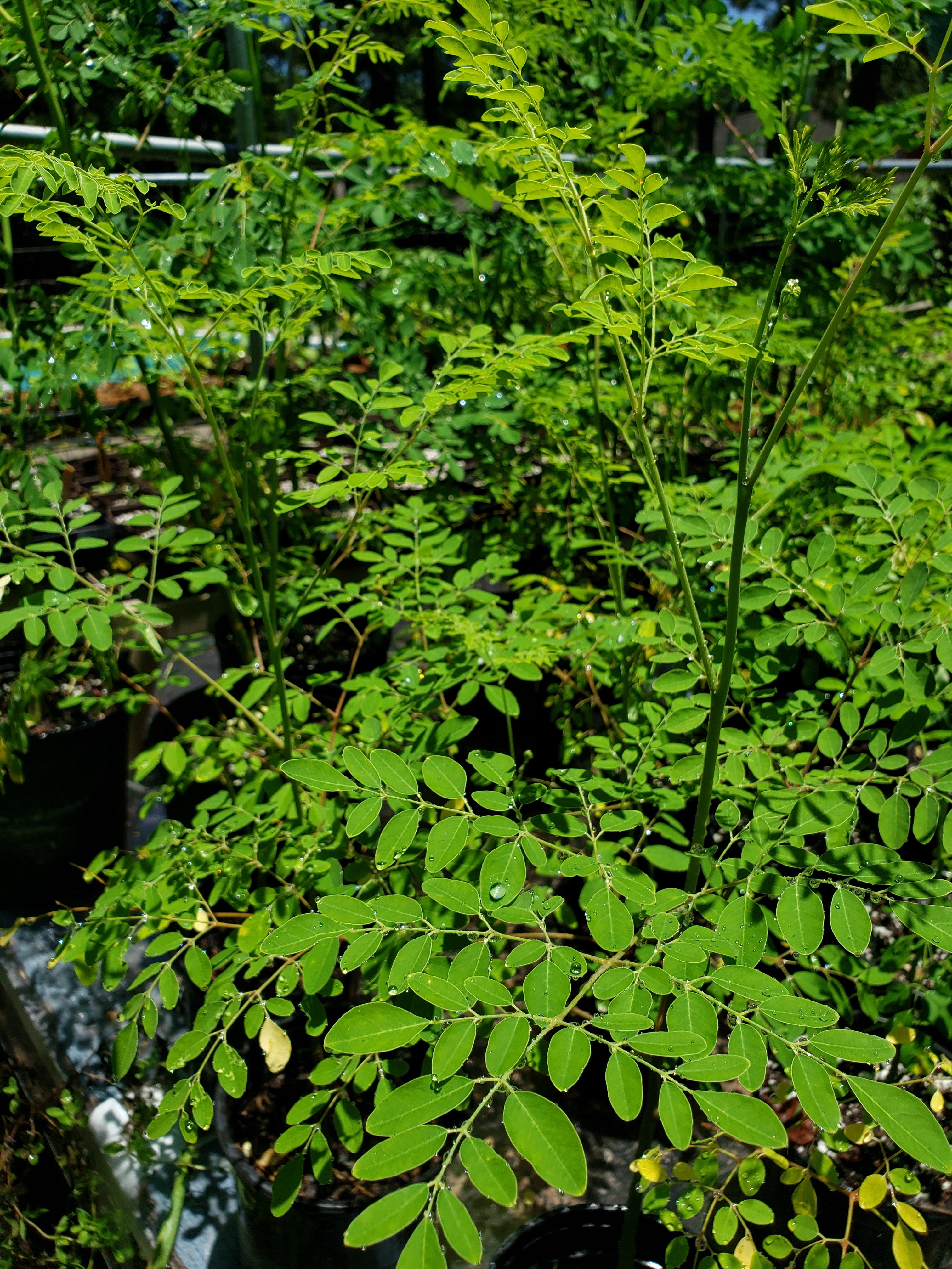 Moringa - Live Plant