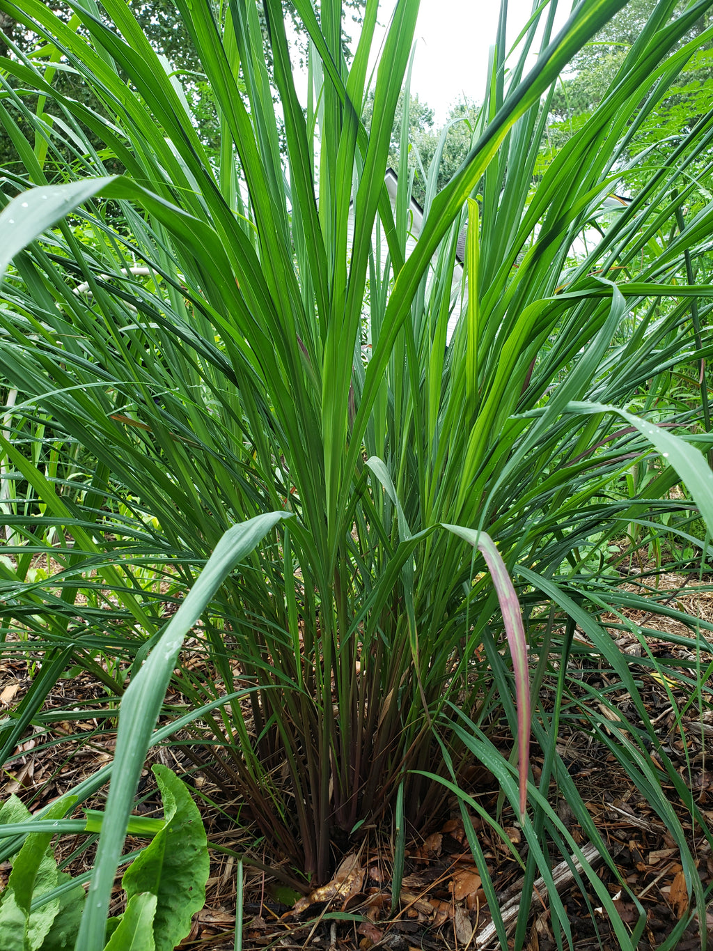 Lemongrass "East Indian" - Live Plant