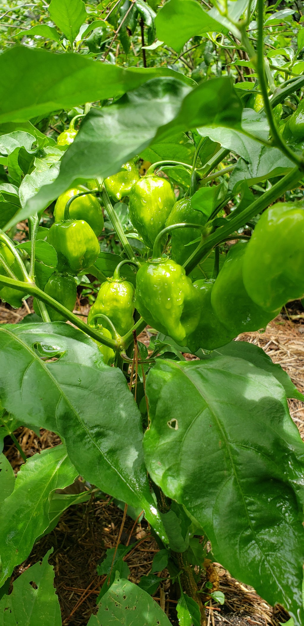 Pepper Plant "West Indies Red Habanero"- Live Plant