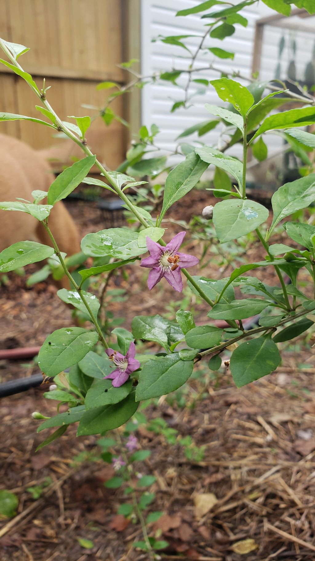 Goji Berry - Live Plant