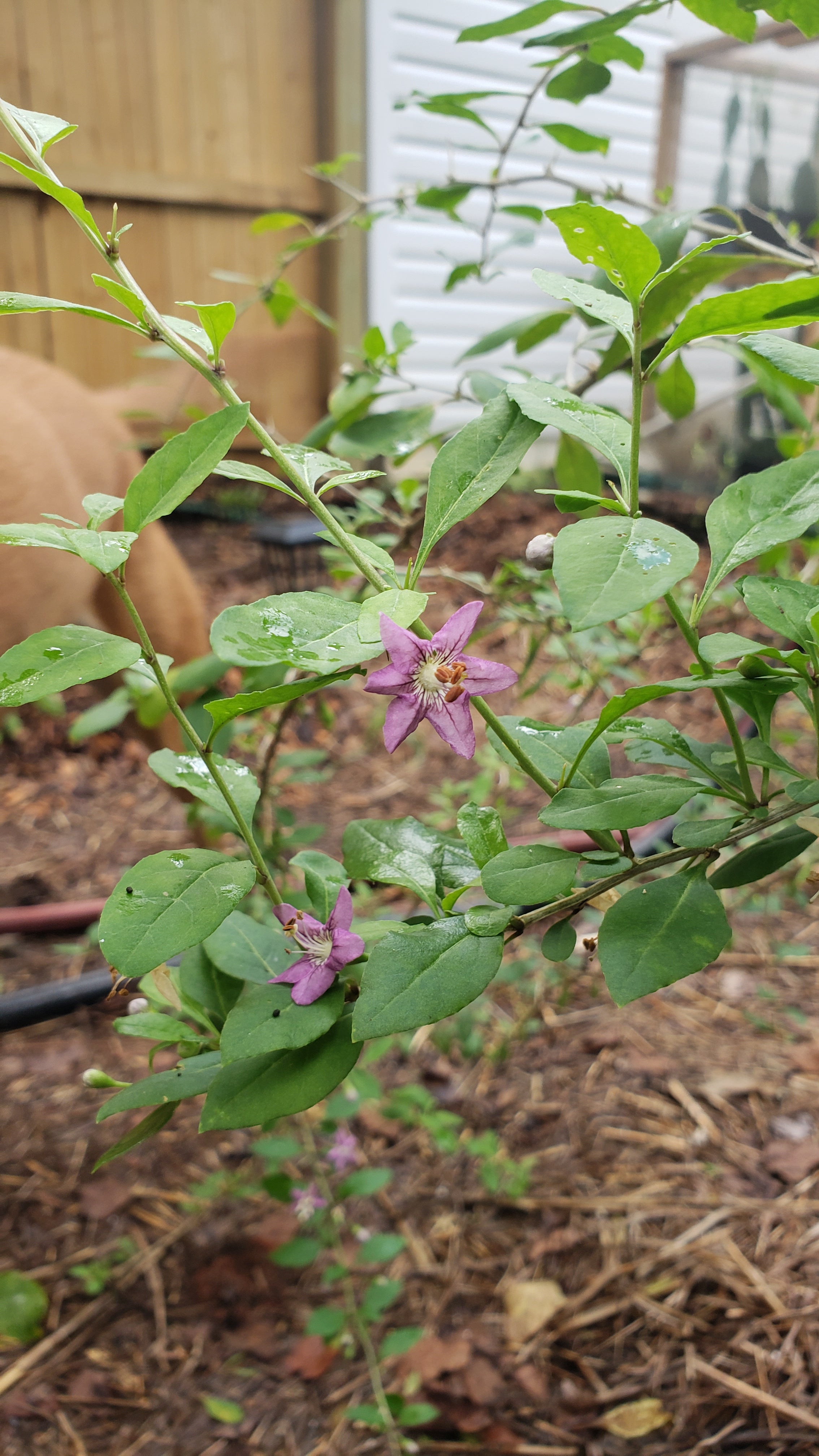 Goji Berry - Live Plant