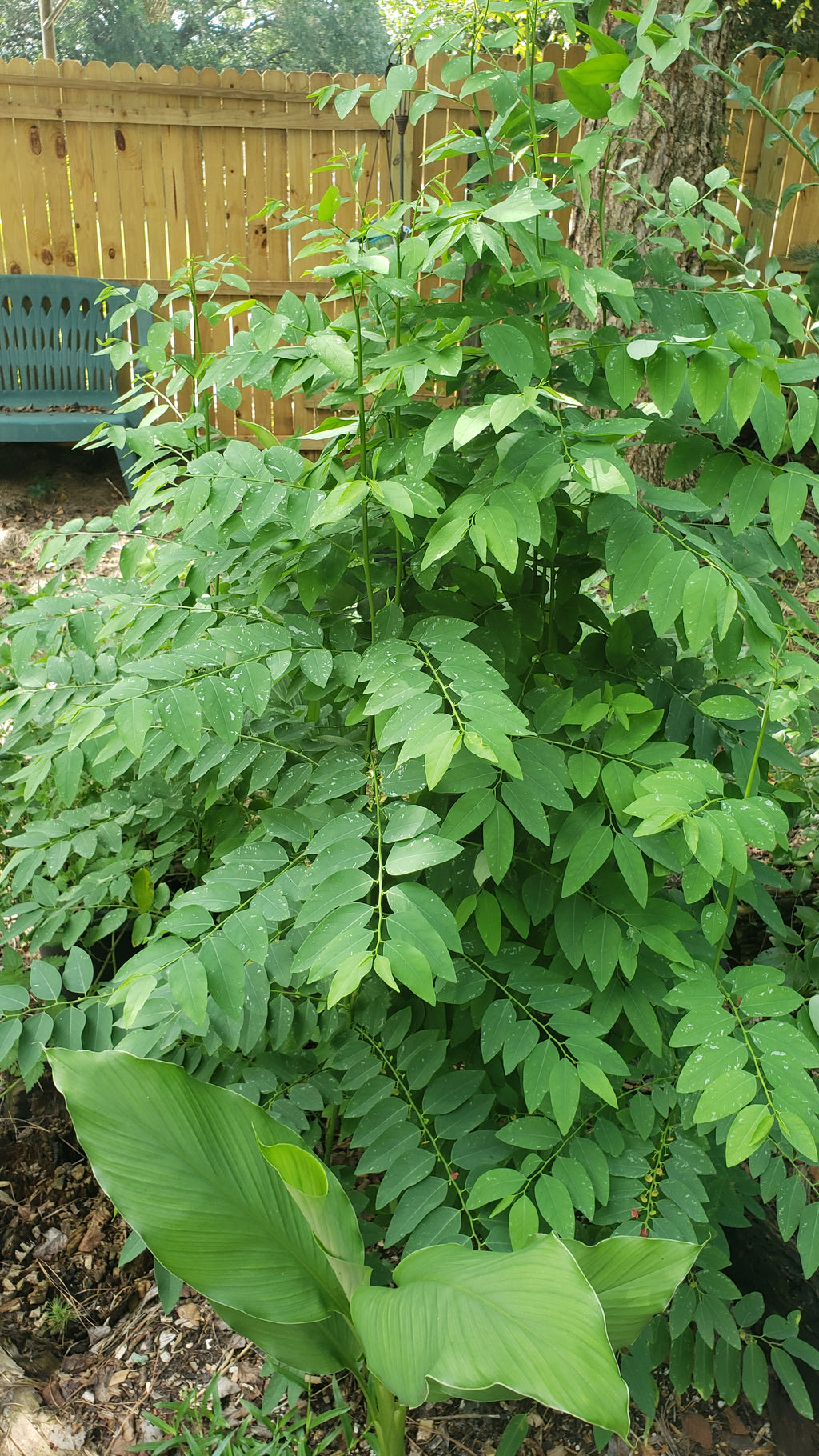 Katuk - Live Plant