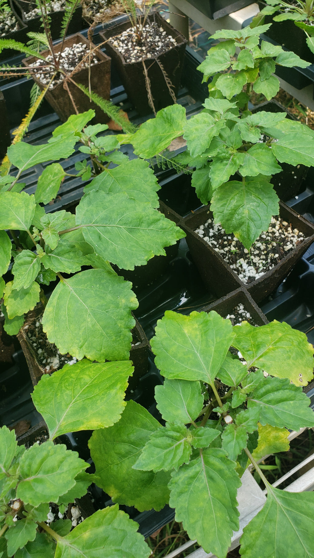 Patchouli - Live Plant