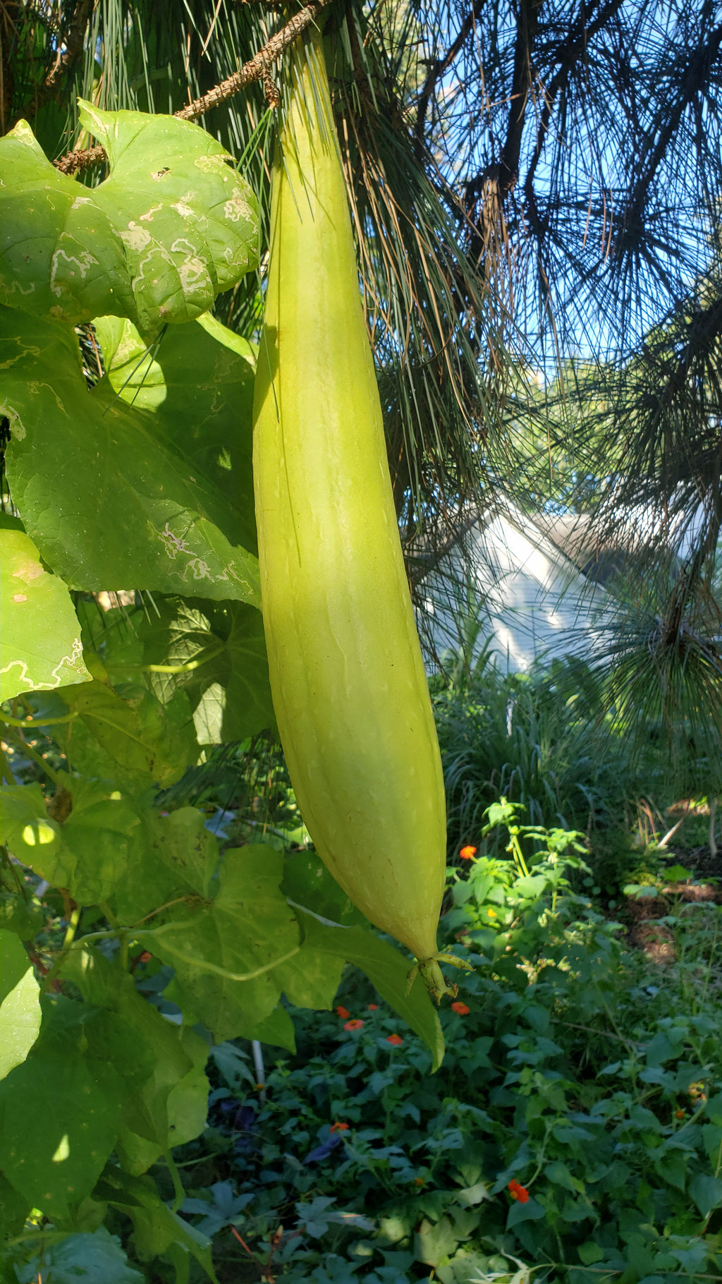 Luffa Gourd - Live Plant
