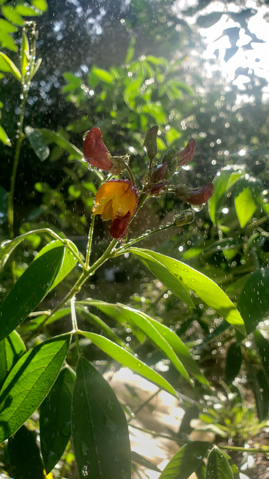 Pigeon Pea 99w - Live Plant