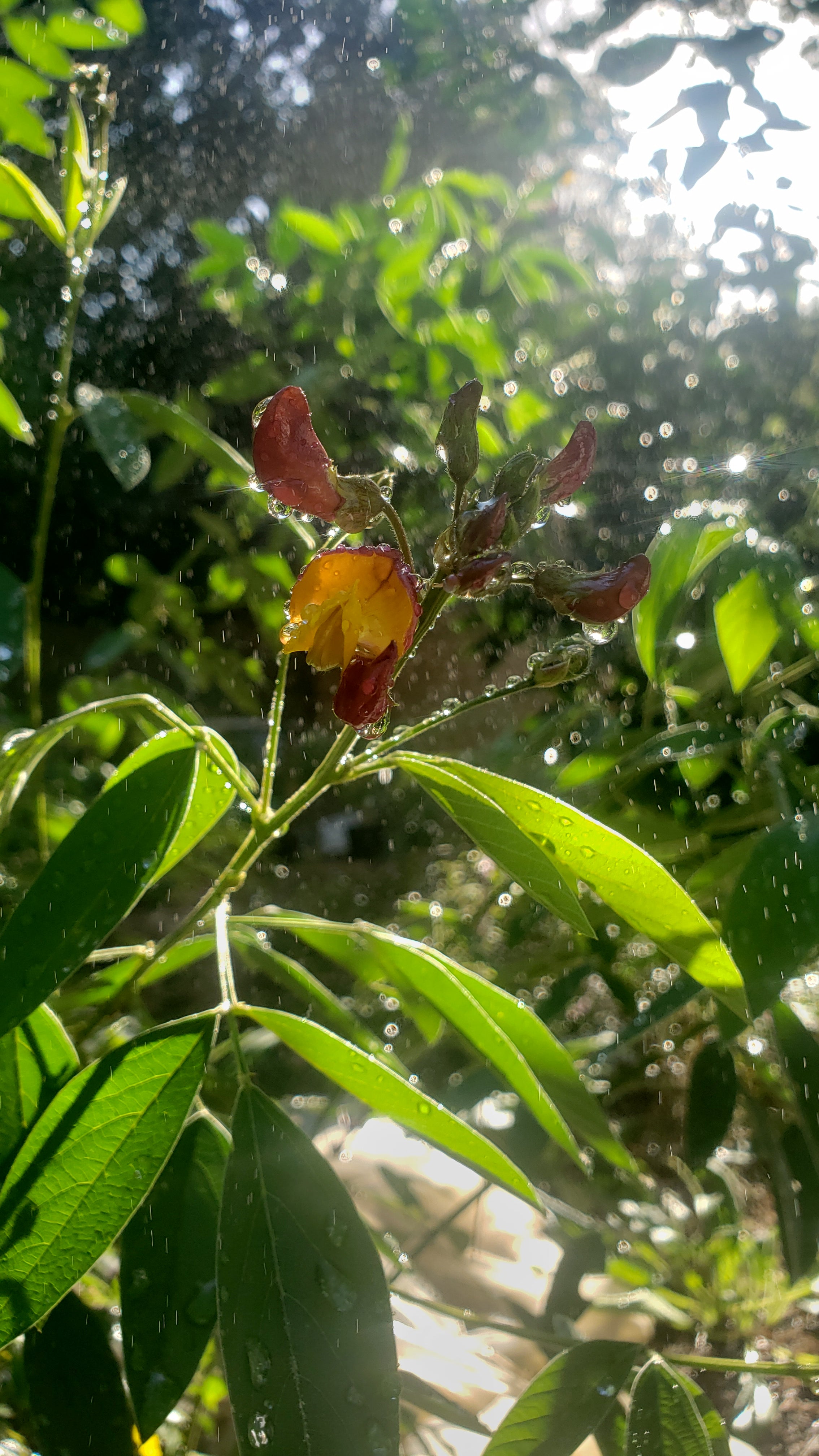 Pigeon Pea 99w - Live Plant