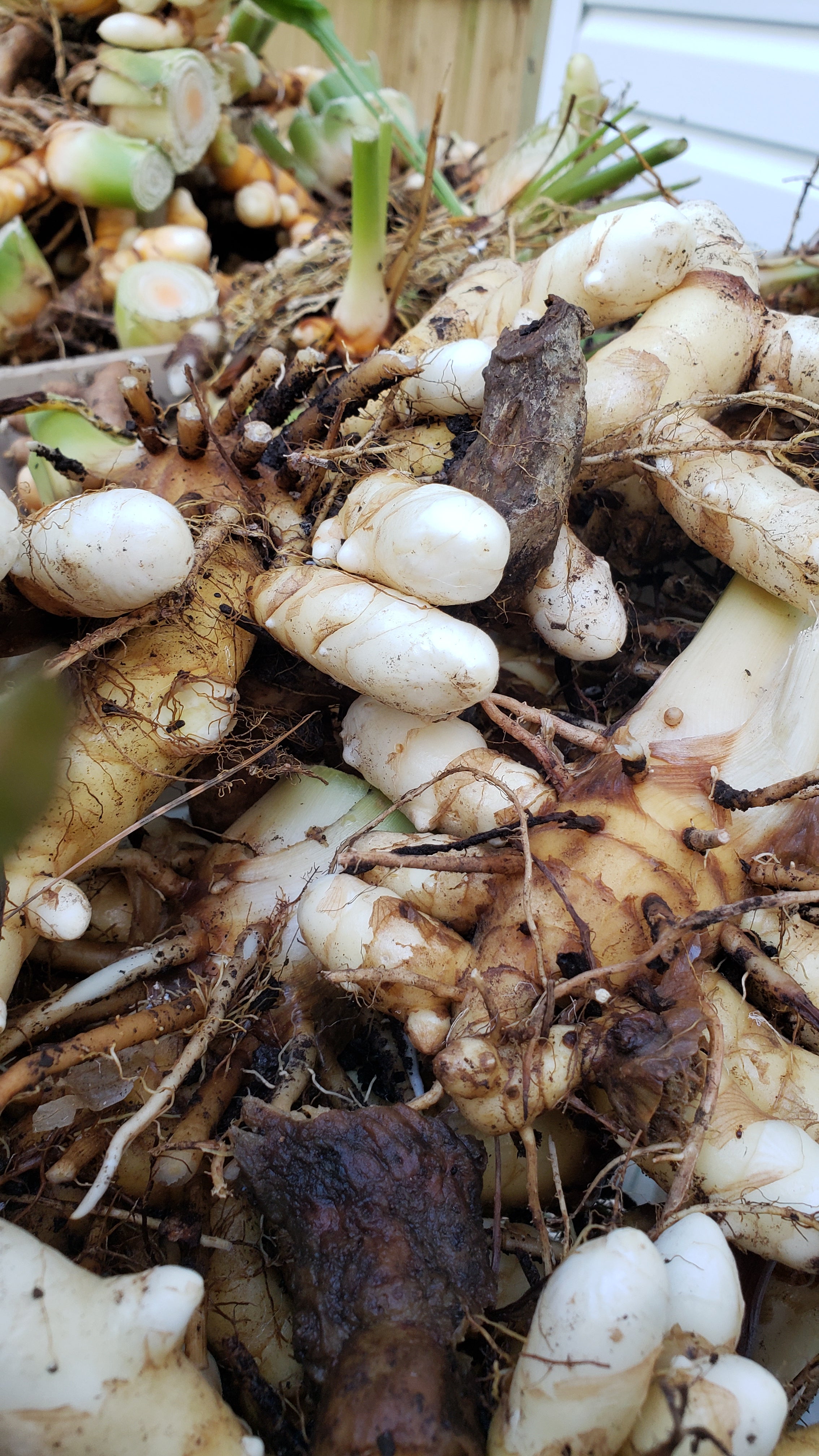 Turmeric "White" - Live Plant