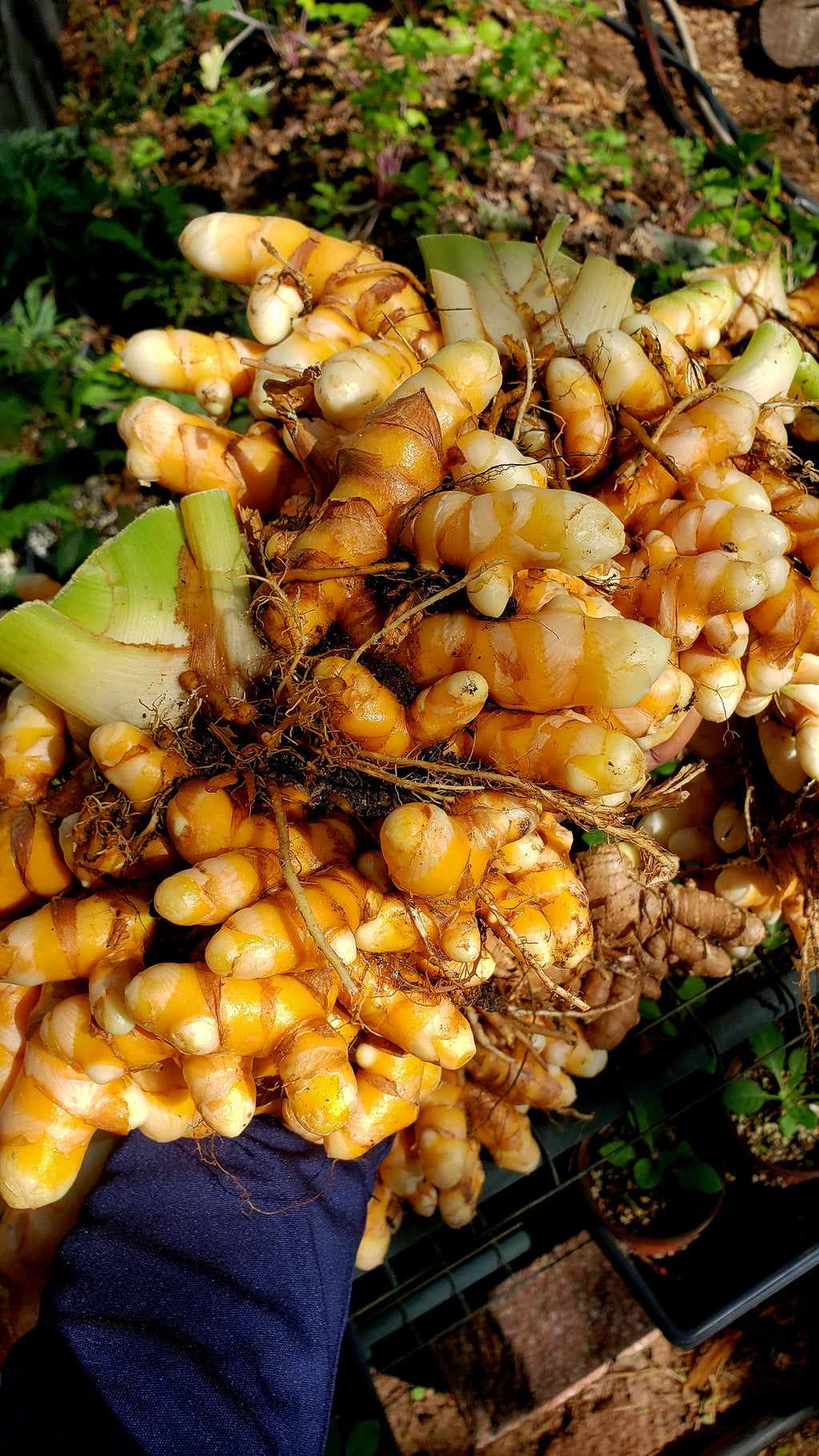 Turmeric "Yellow Indira" - Live Plant