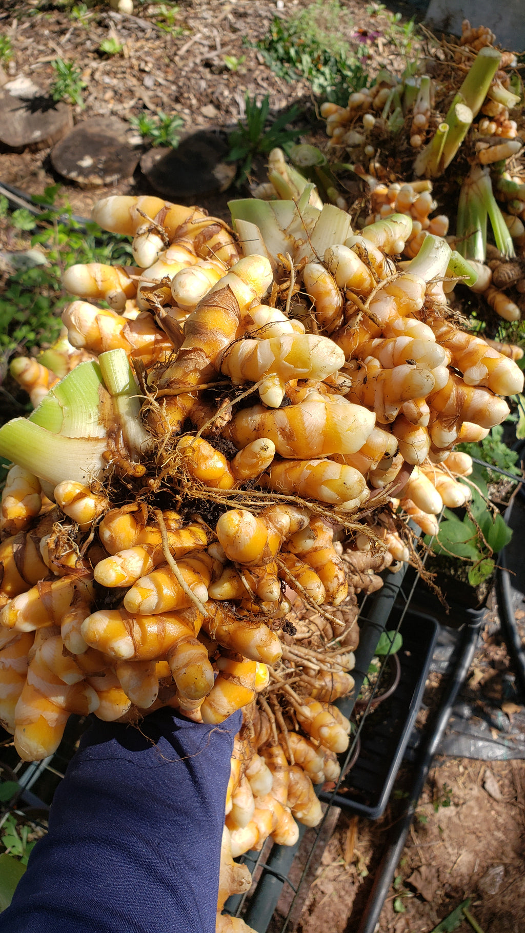 Turmeric "Yellow Indira" - Live Plant
