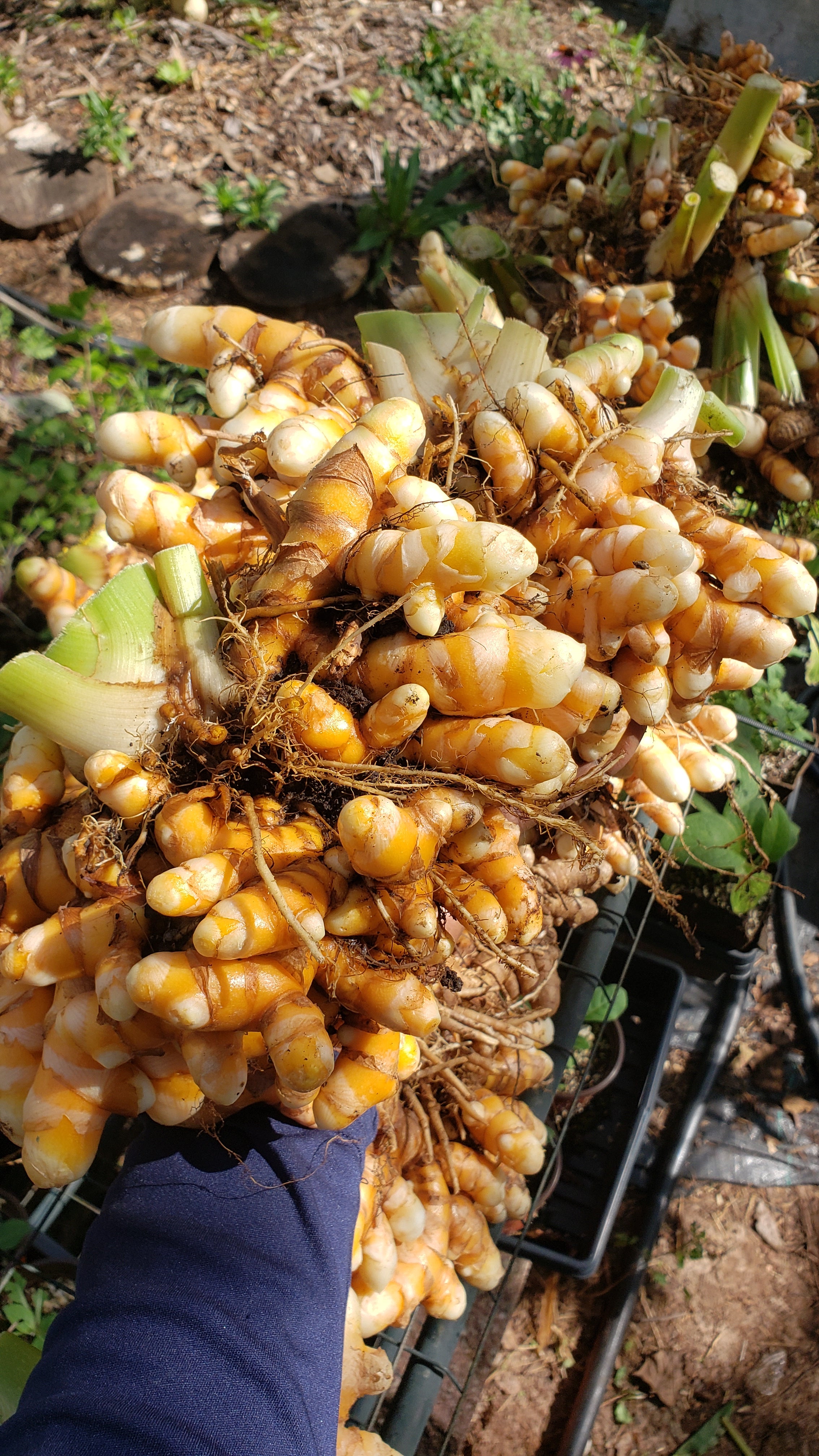Turmeric "Yellow Indira" - Live Plant