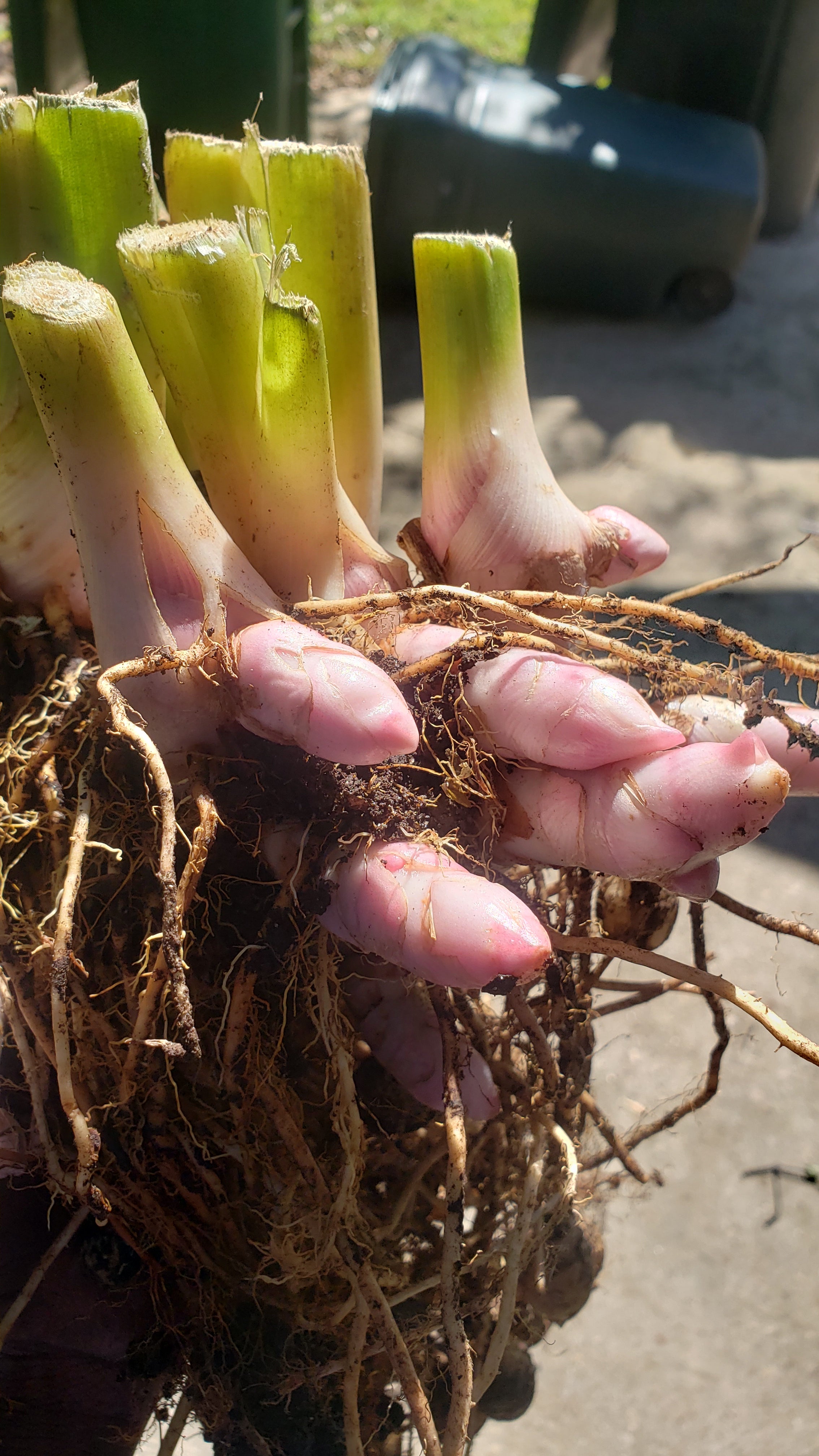 Turmeric "Black" - Live Plant