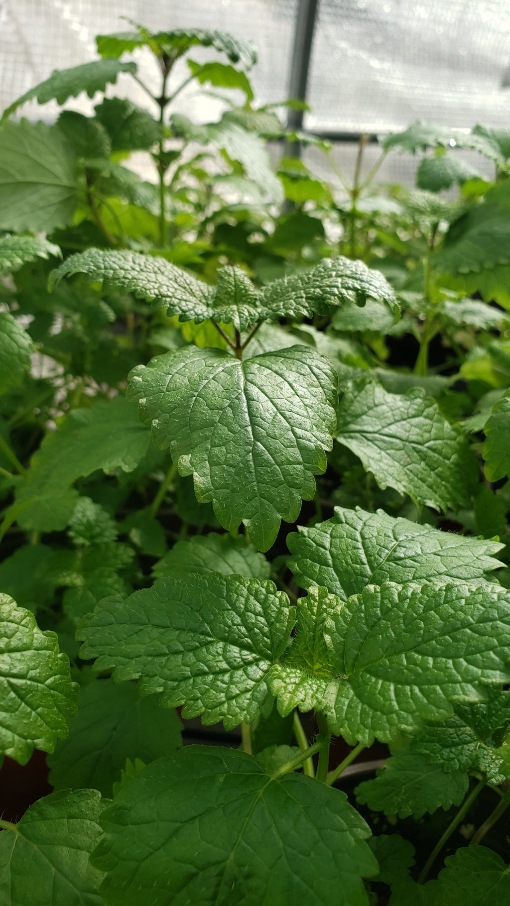 Lemon Balm - Live Plant
