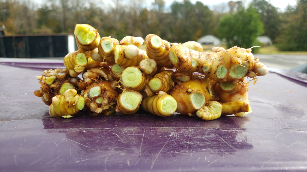 Turmeric "Green" - Live Plant