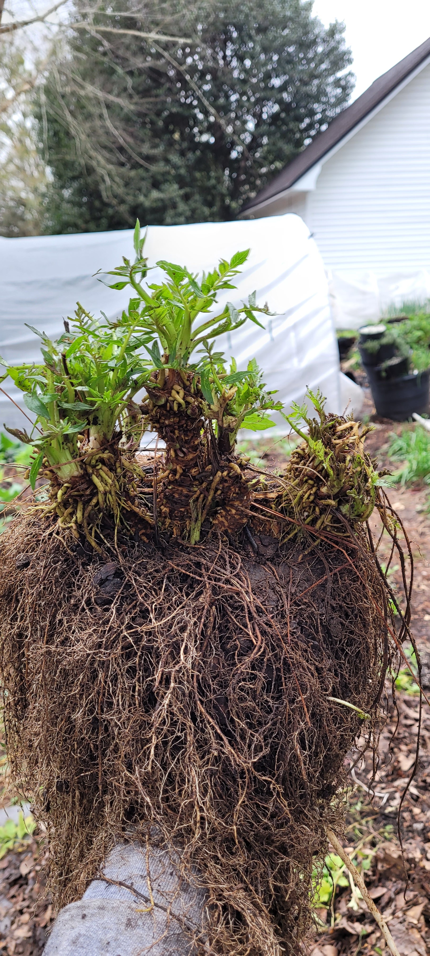 Valerian - Live Plant