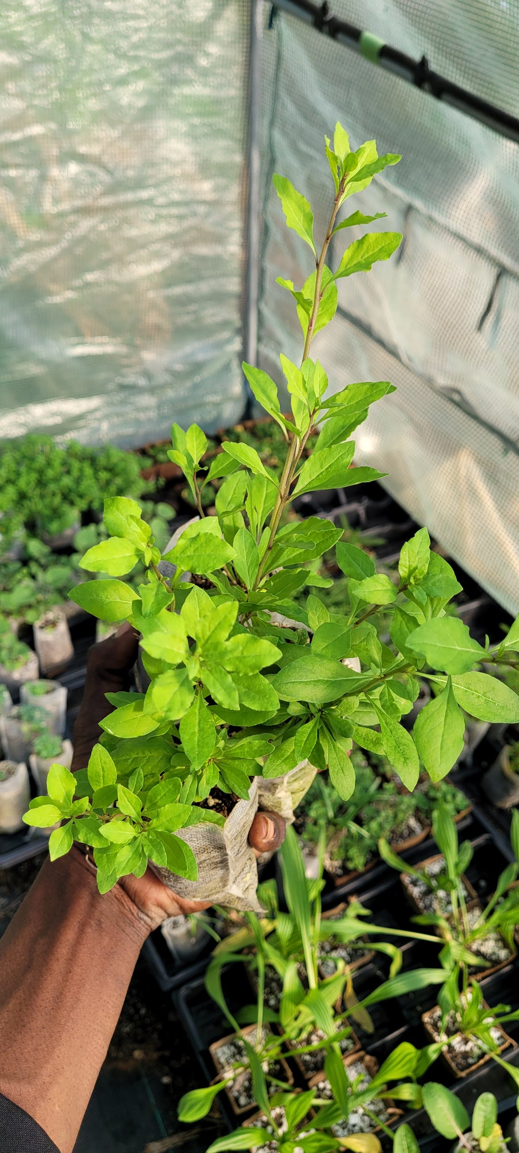 Goji Berry - Live Plant