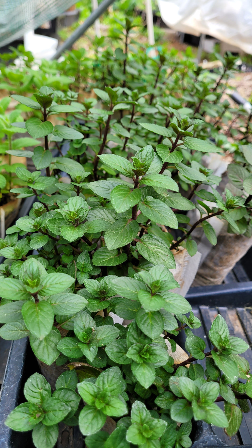 Mint "Chocolate" - Live Plant