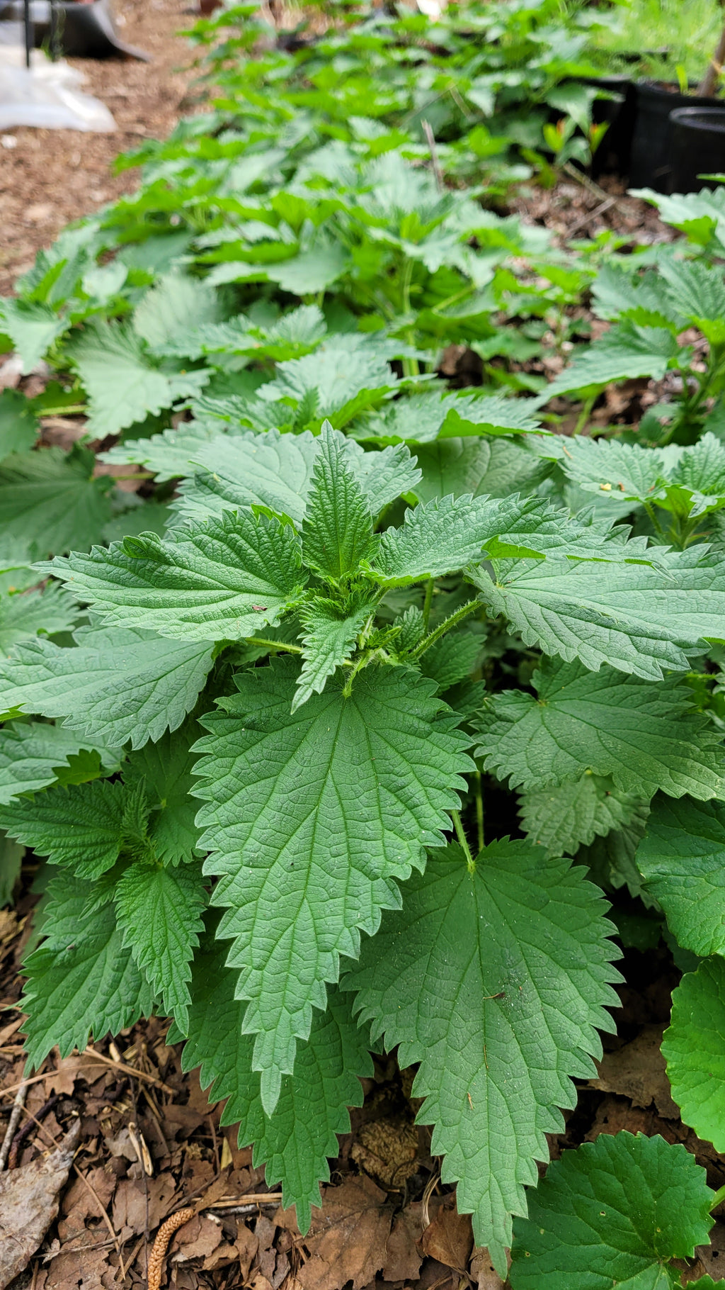 Stinging Nettles - Live Plant