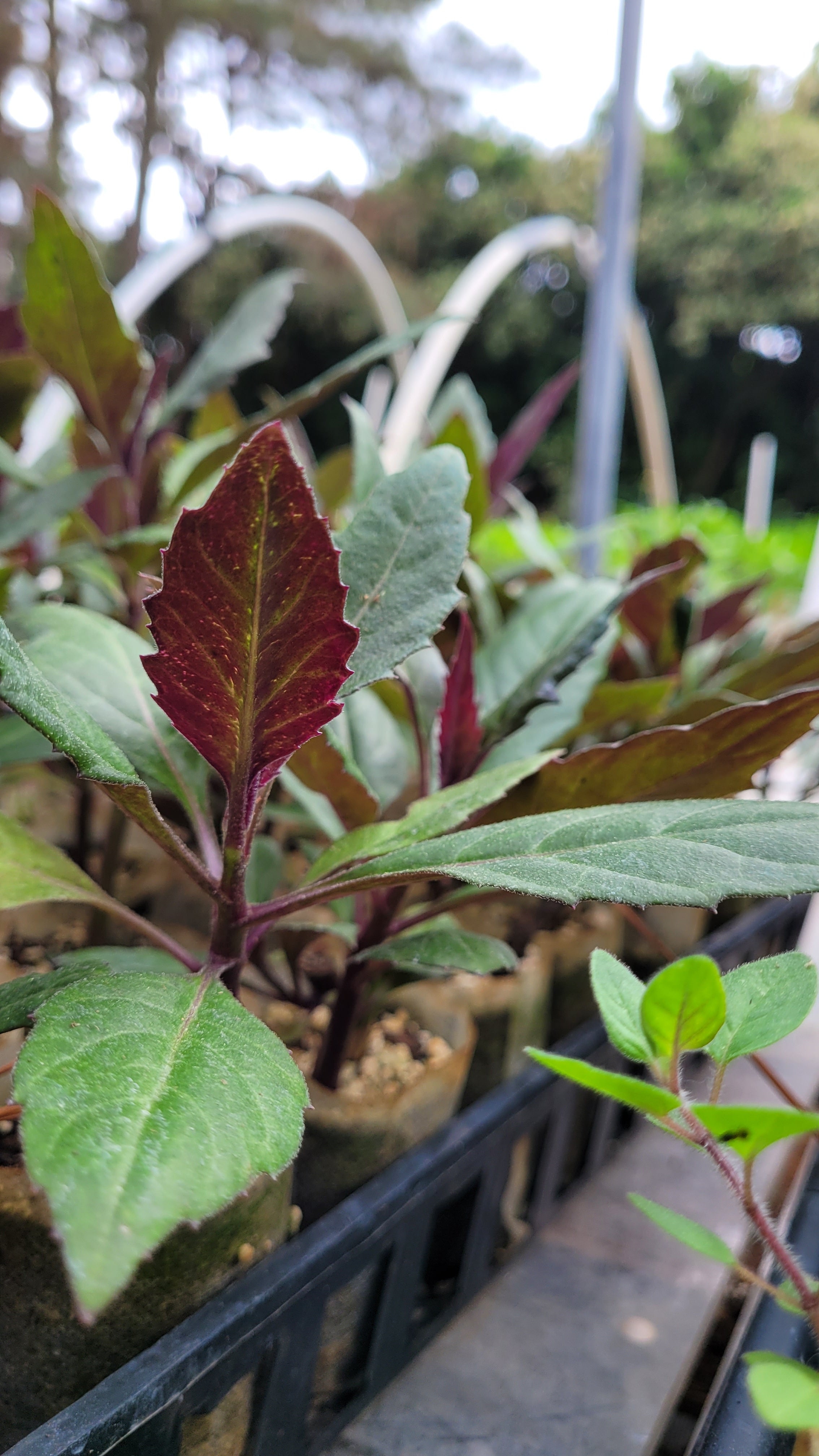 Okinawa Spinach - Live Plant