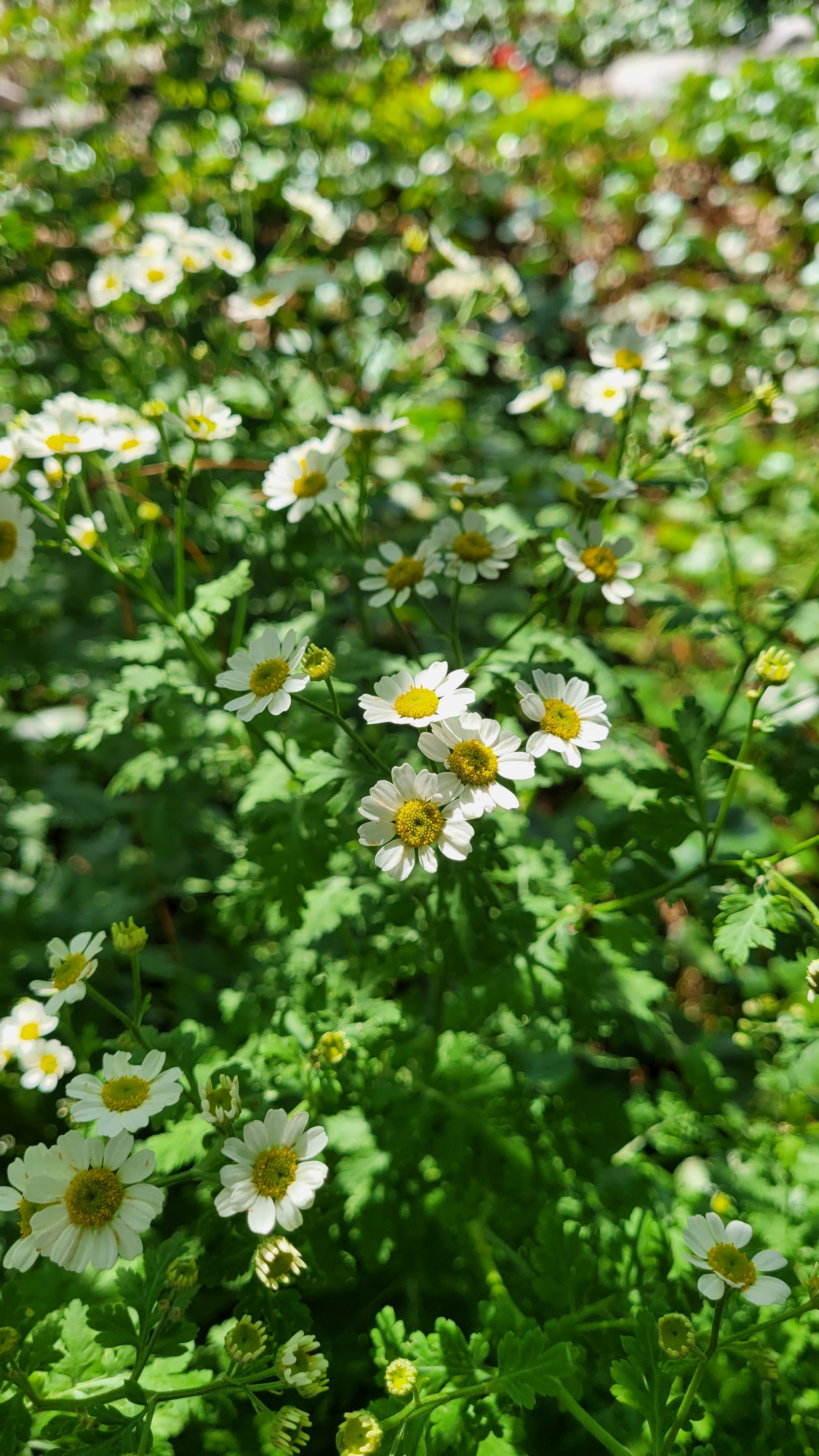 Feverfew - Live Plant