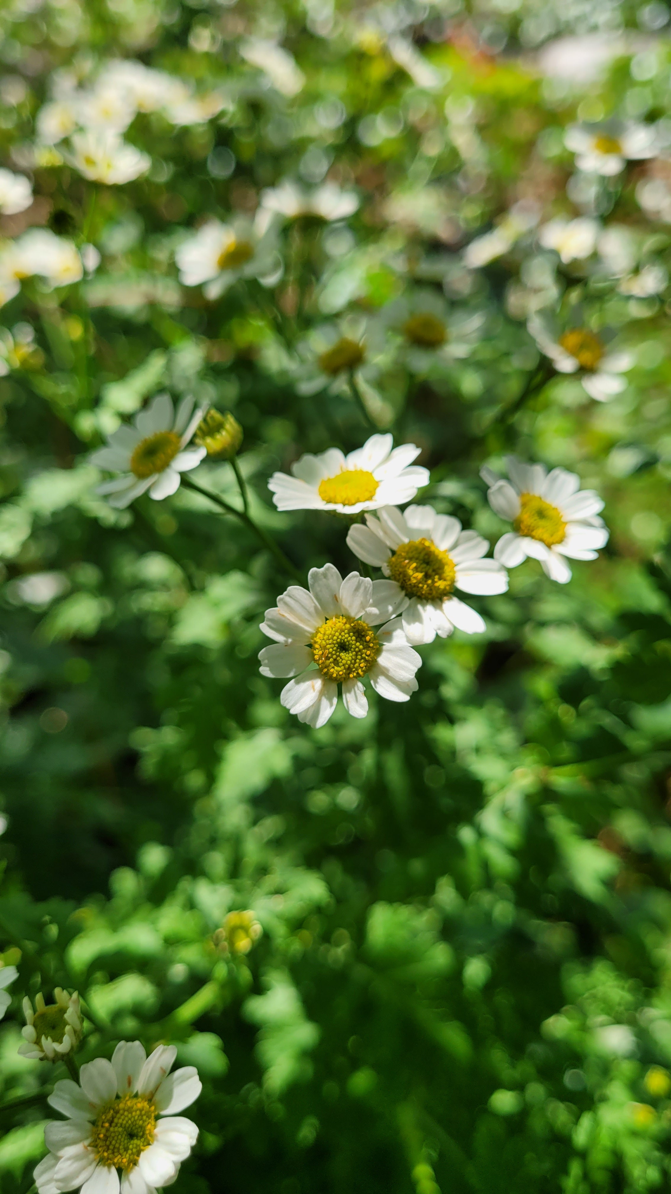 Feverfew - Live Plant