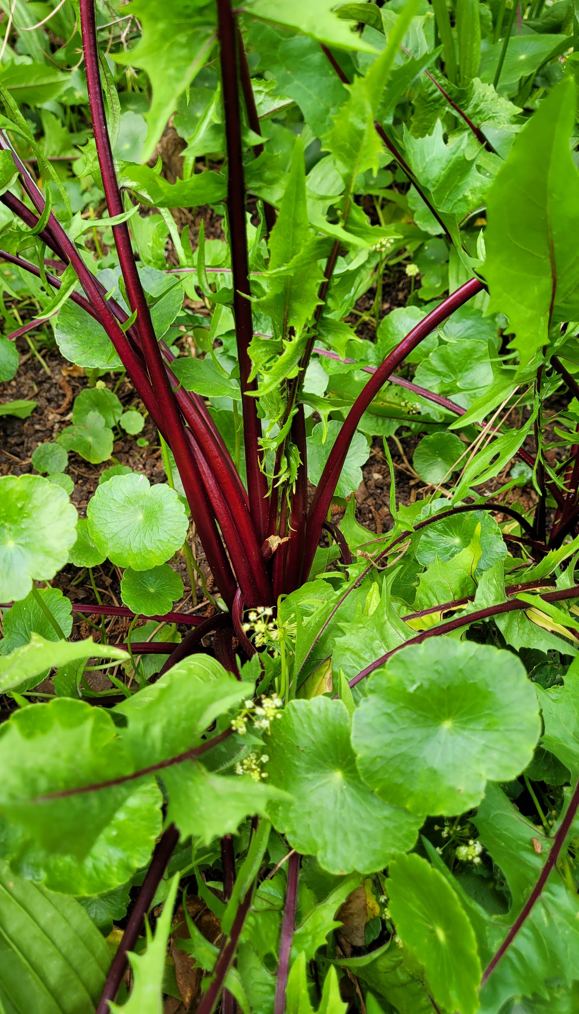 Dandelion "Italiko Rosso Red" - Live Plant
