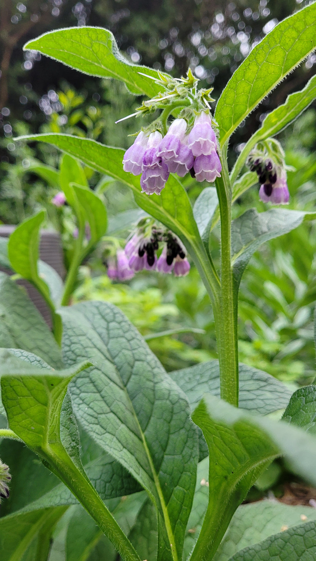 Comfrey "Blocking 14" - Live Plant