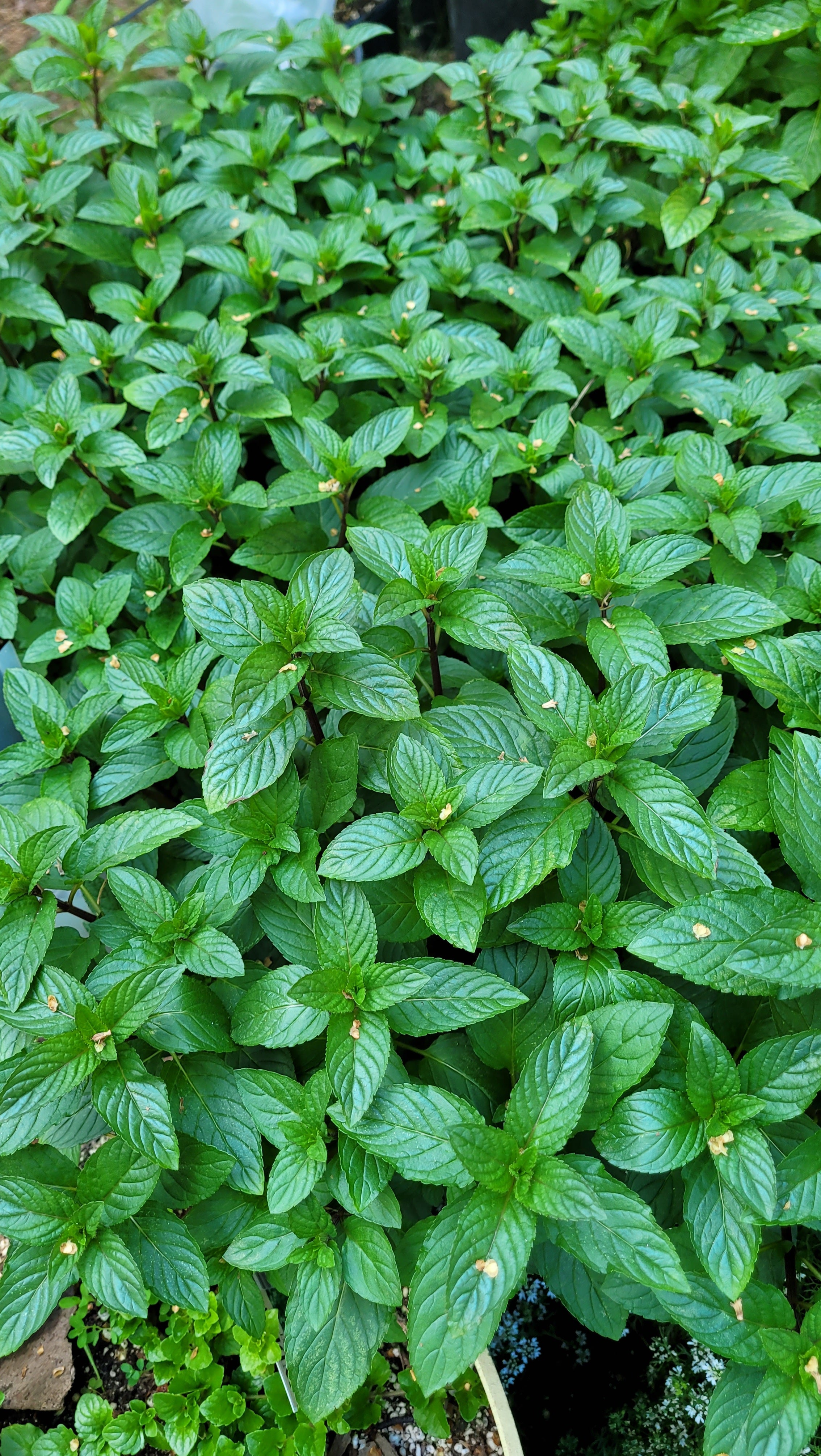 Mint "Chocolate" - Live Plant