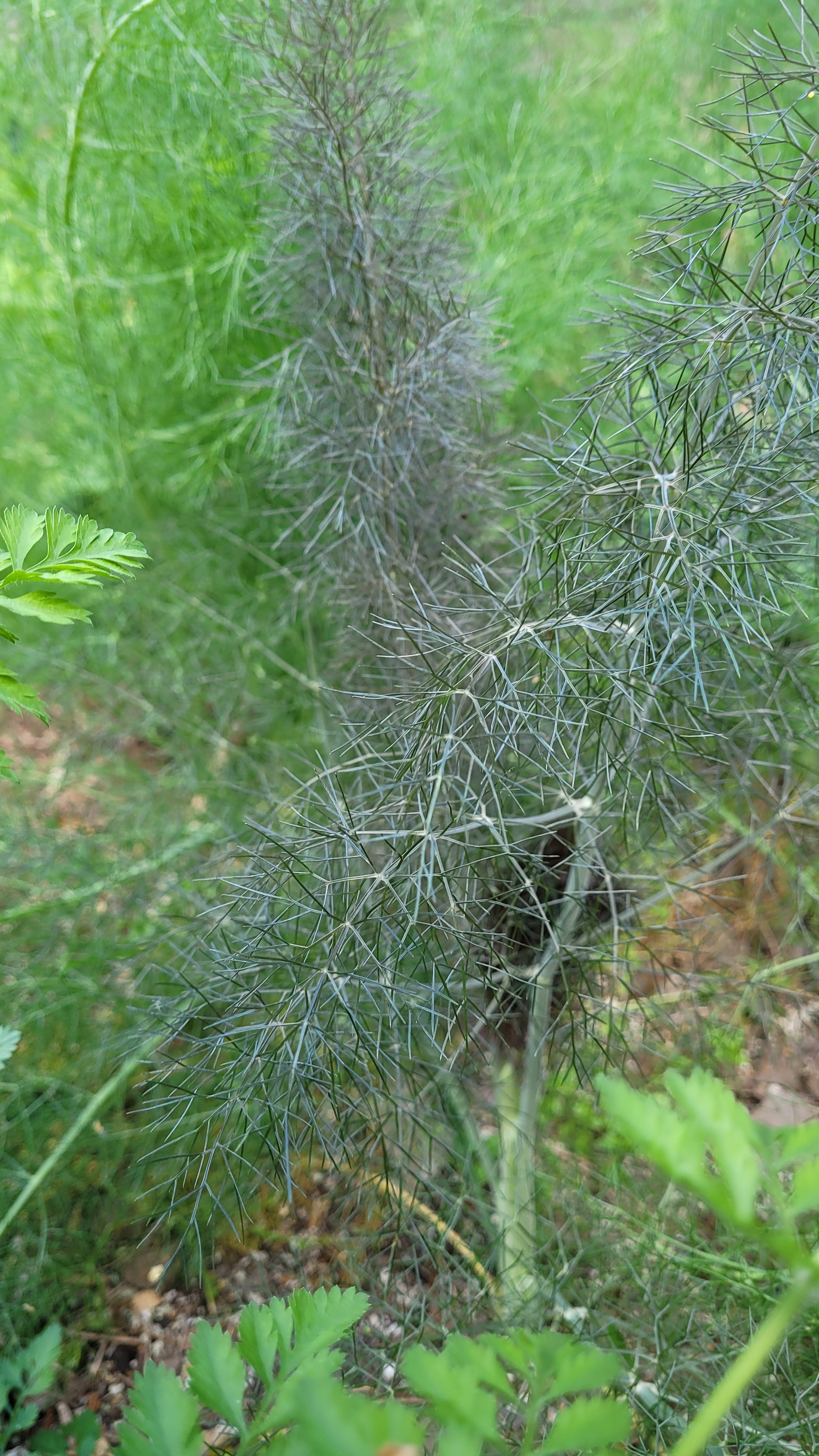 Fennel "Bronze" - Live Plant