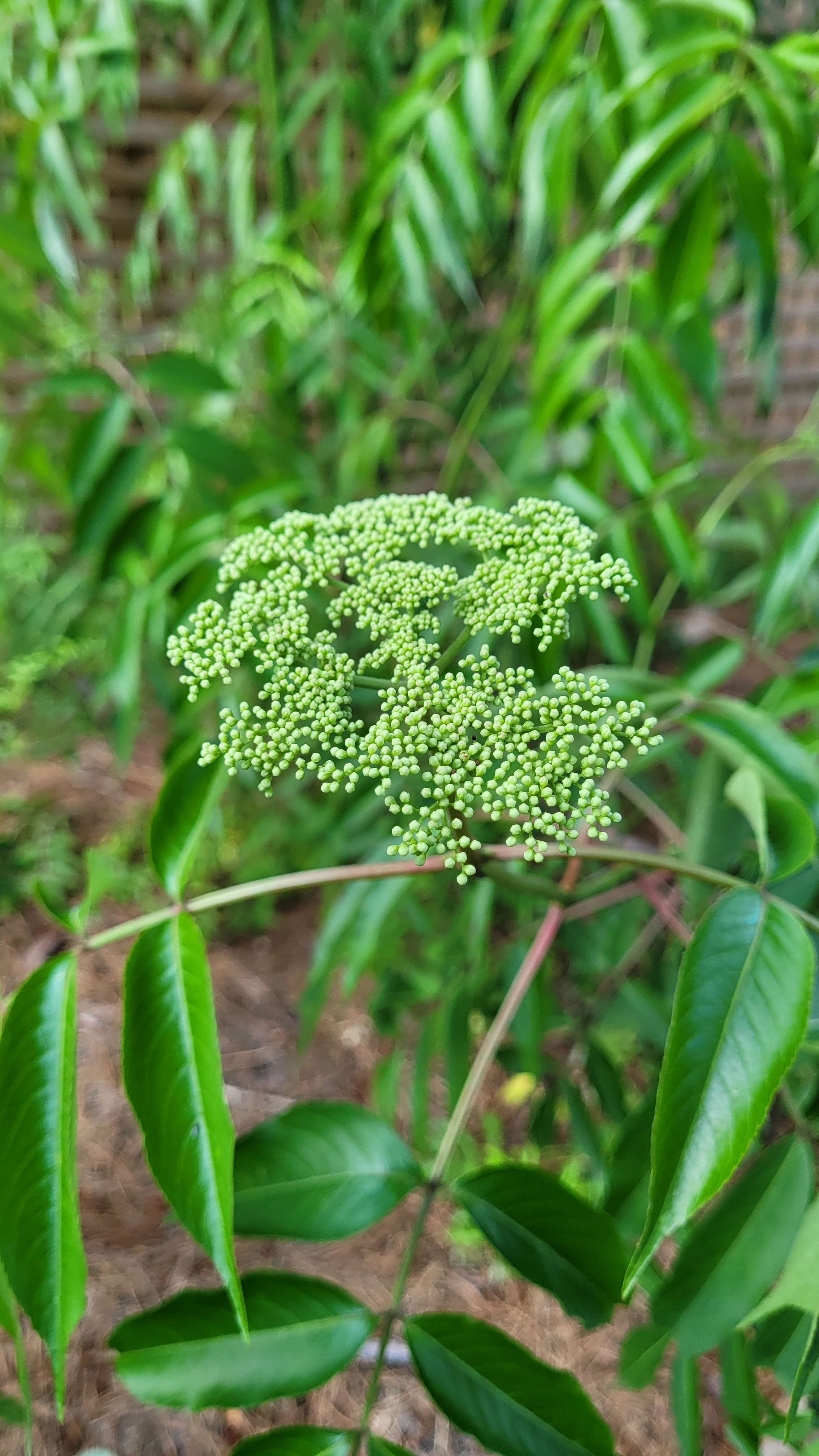 Elderberry "Bob Gordon" - Live Plant