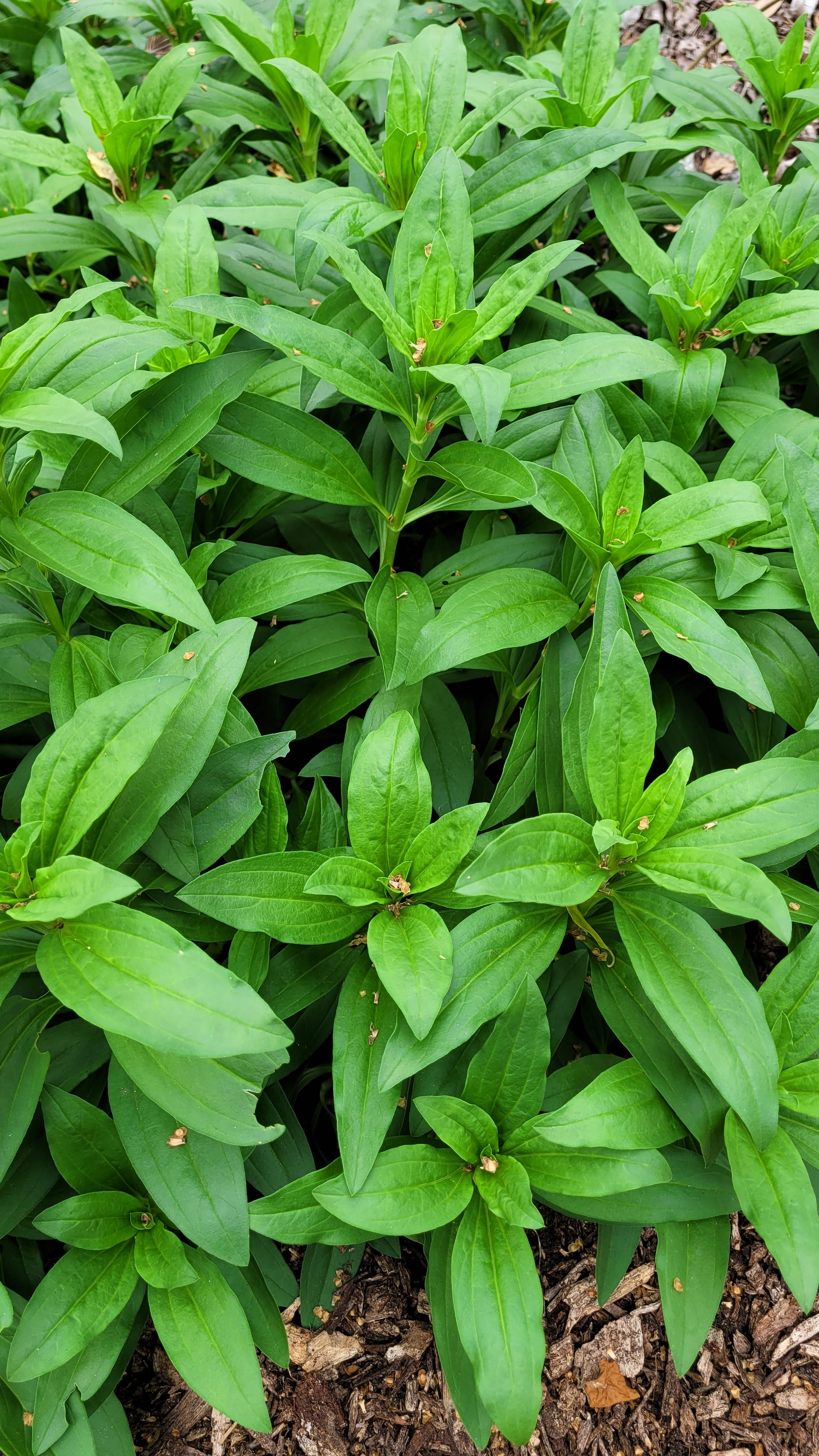 Soapwort - Live Plant