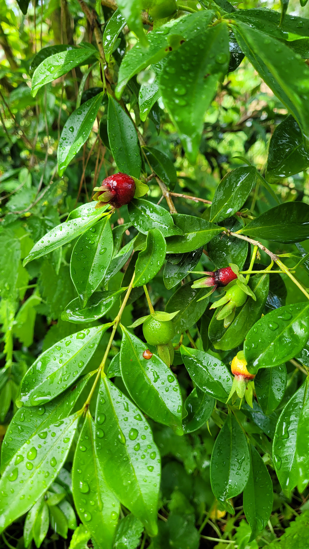Cherry of the Rio Grande - Live Plant