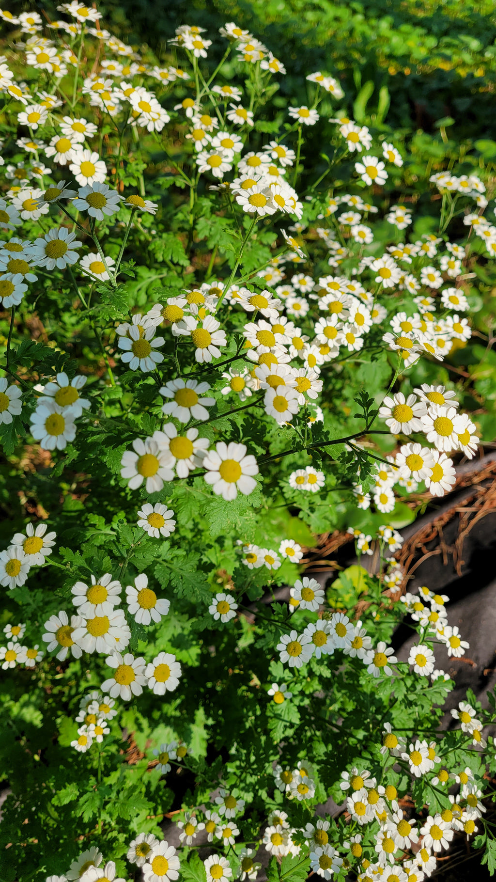 Feverfew - Live Plant