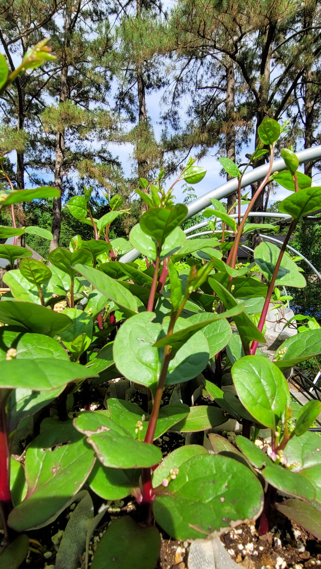 Malabar Spinach - Live Plant