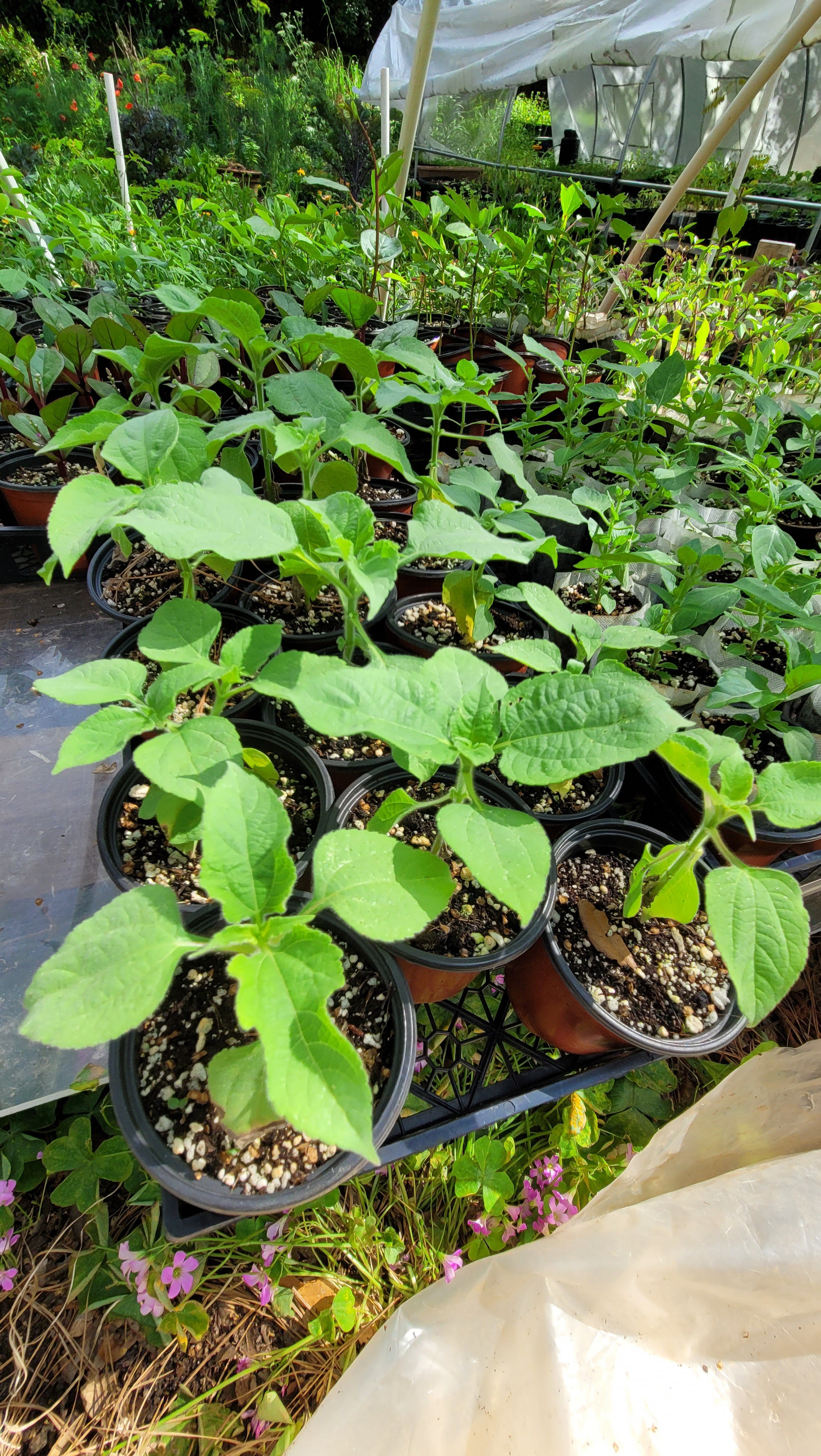 Mexican Sunflower, Red - Live Plant