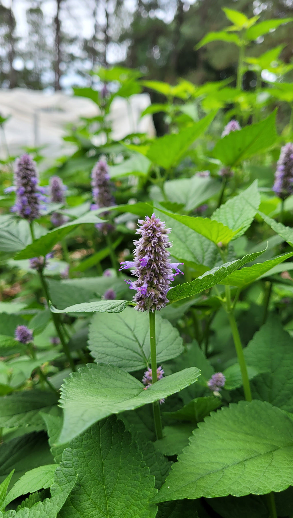 Hyssop "Korean" - Live Plant